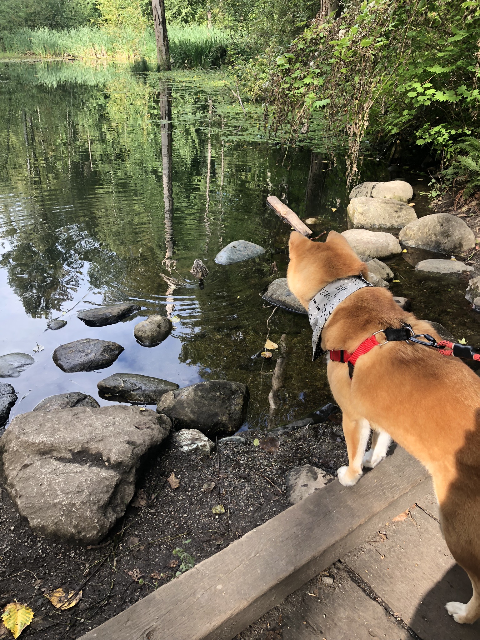 The  Freedom No-Pull Harness  back clip is made with a cloth loop that pulls two rings together when the dog pulls forward