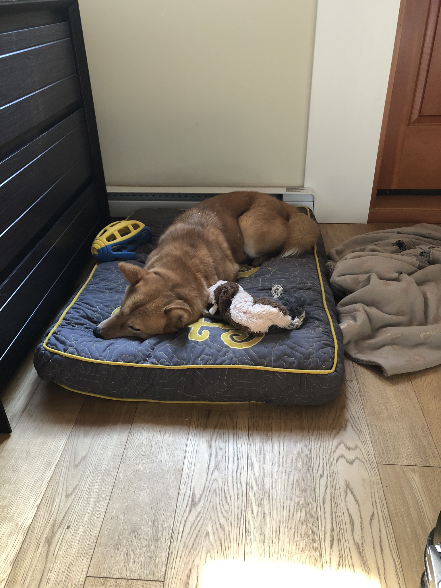 Markus passed out on the dog bed at the Airbnb