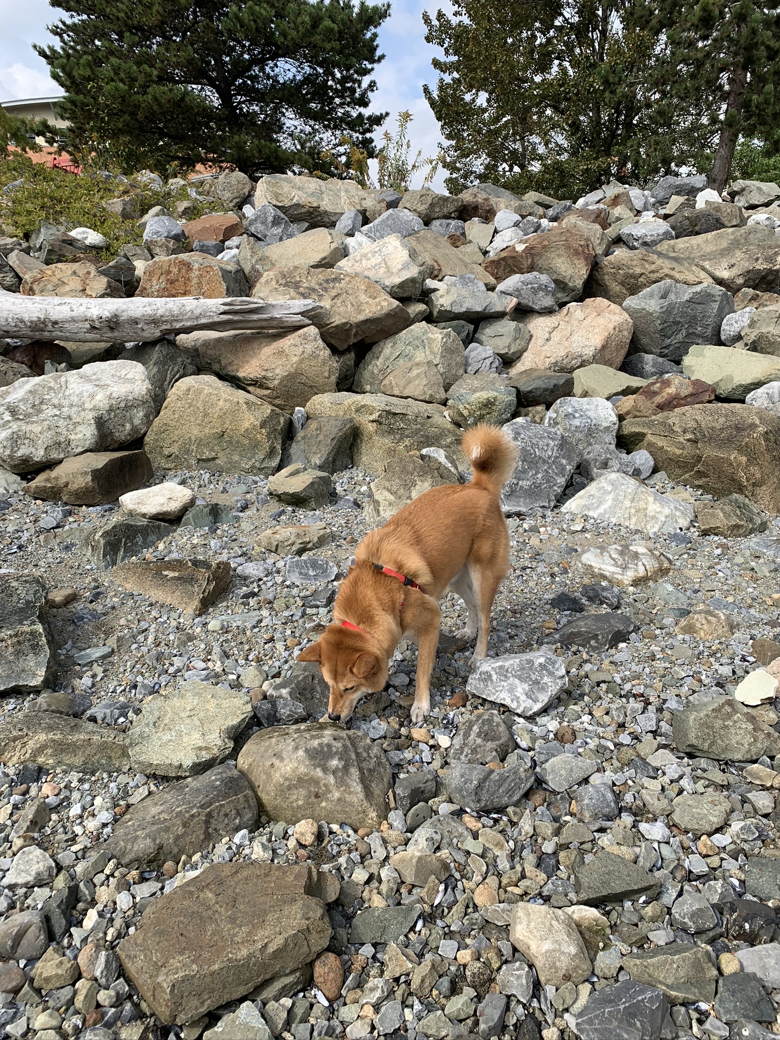 Markus exploring around the rocks and beach area at Kings Mill Walk Park Off-Leash Area