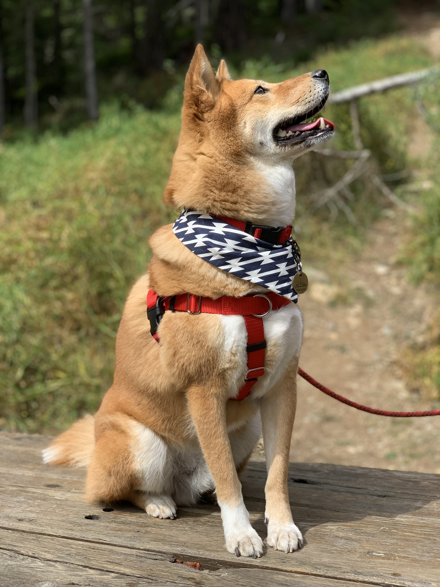 Markus sitting down with his  Freedom No-Pull Harness