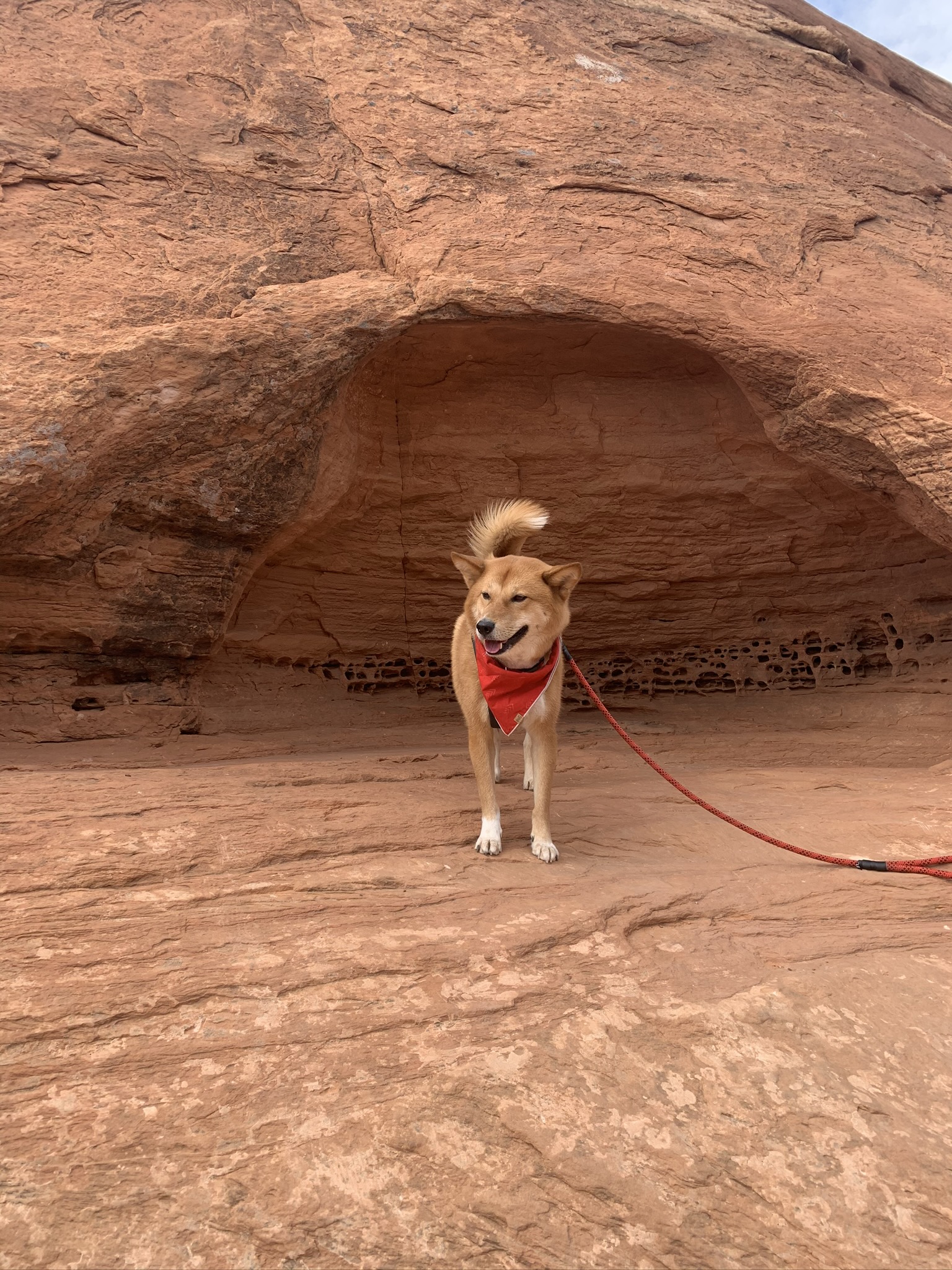 Markus finding comfort in the shade on the Corona Arch & Bowtie Arch Trail at Bootlegger Canyon