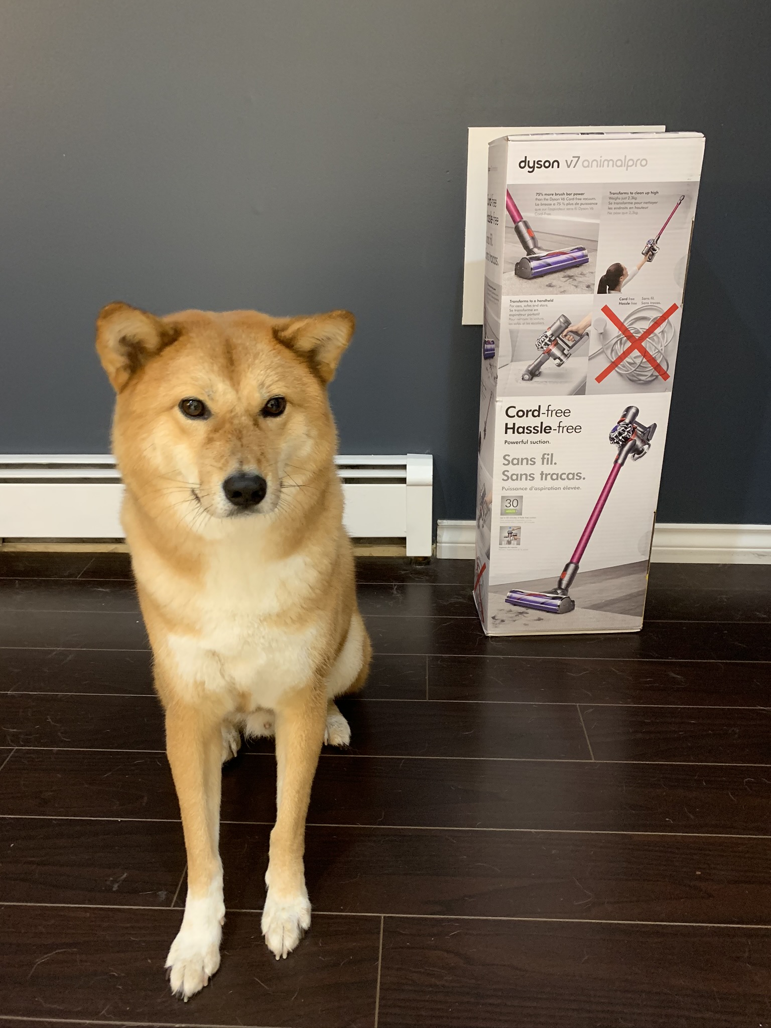 Markus posing with his new toy, the  Dyson V7 Animal Pro