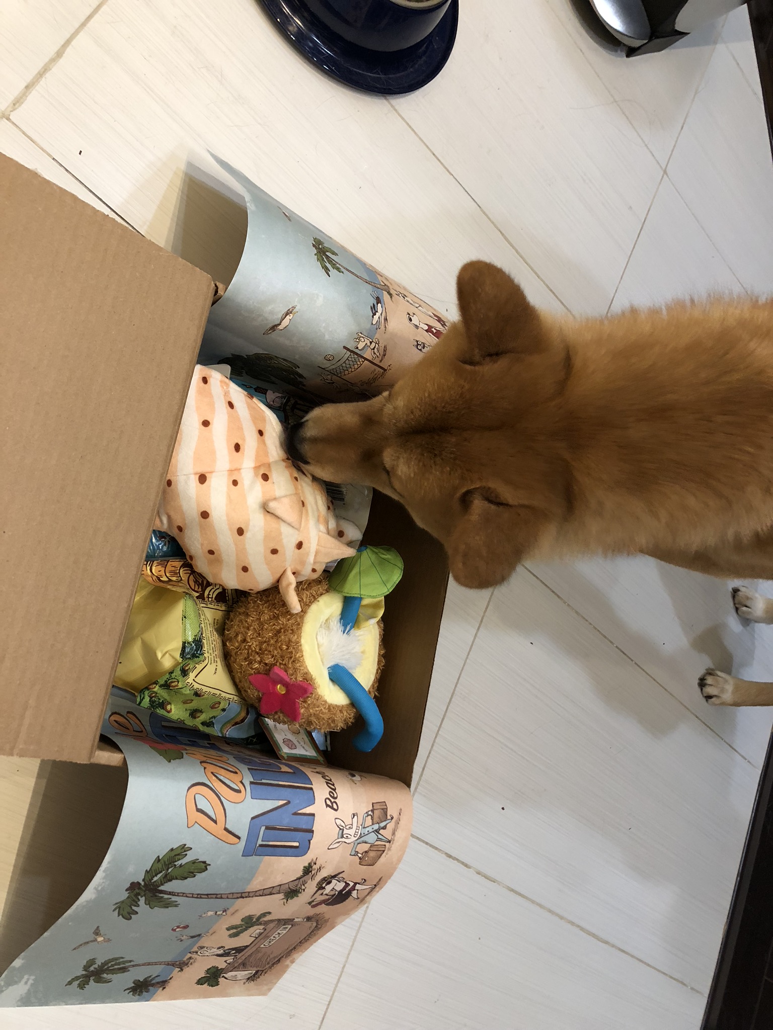 Markus rummaging through his first  BarkBox