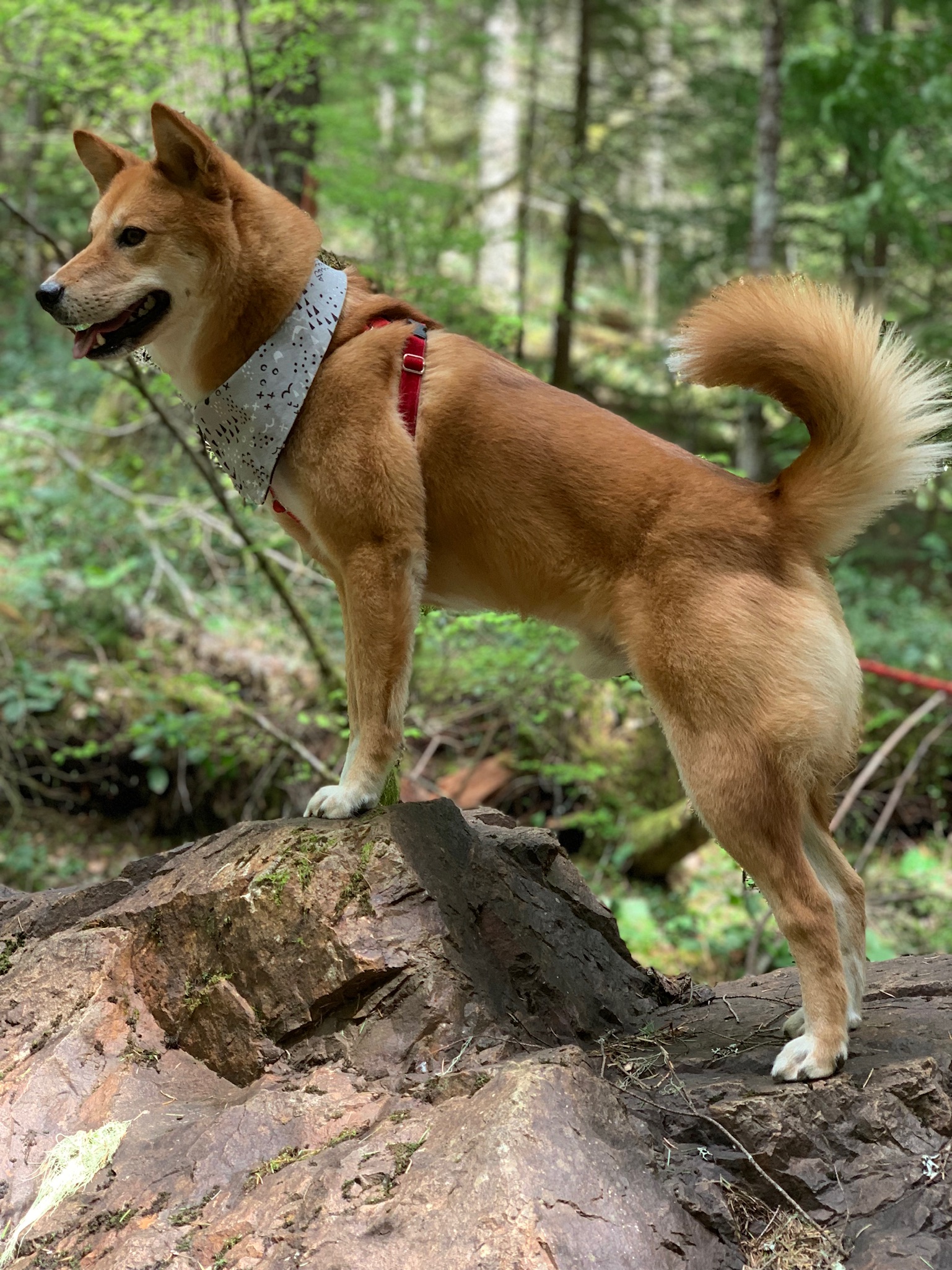 Side profile of the  Freedom No-Pull Harness  on Markus