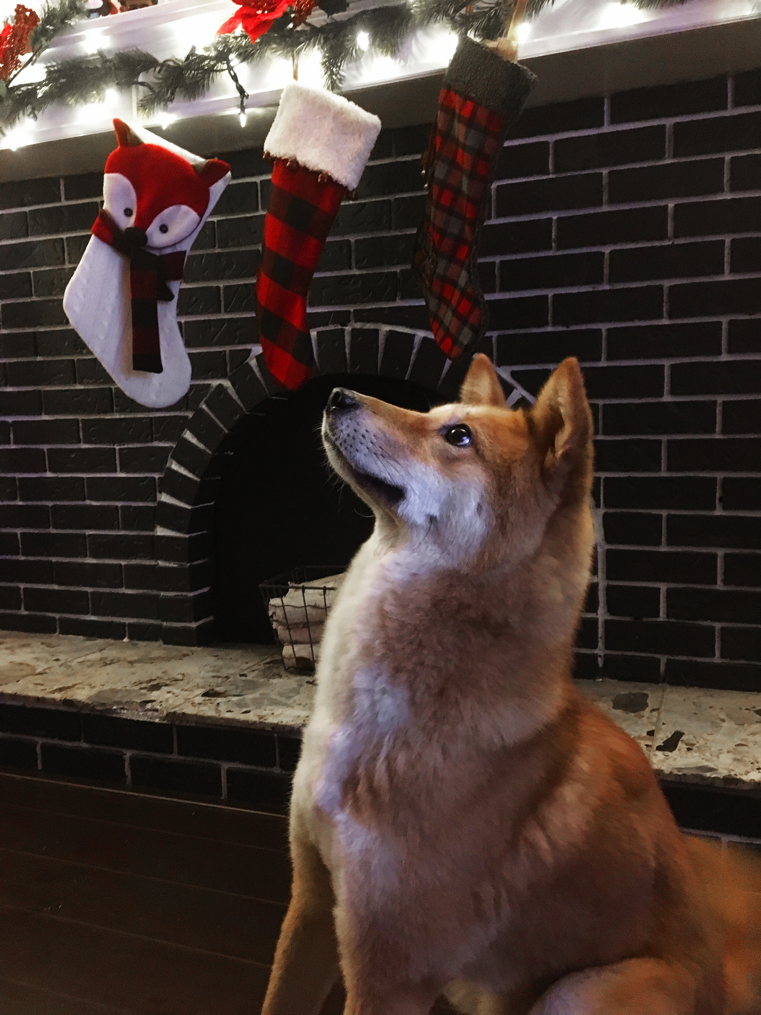 Cousin Dogs and Babies, the Pizzle Thing, Markus' First Christmas and Instagram