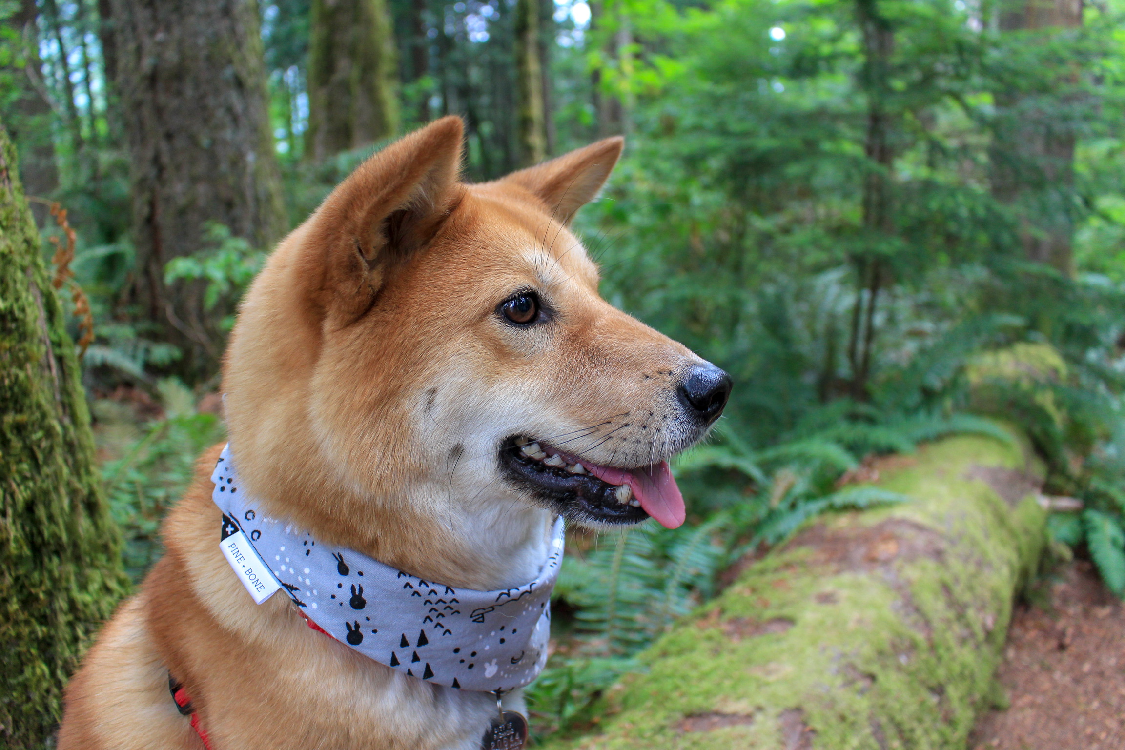 Markus exploring the Pacific Northwest with The Explorer Bandana from  Pine + Bone
