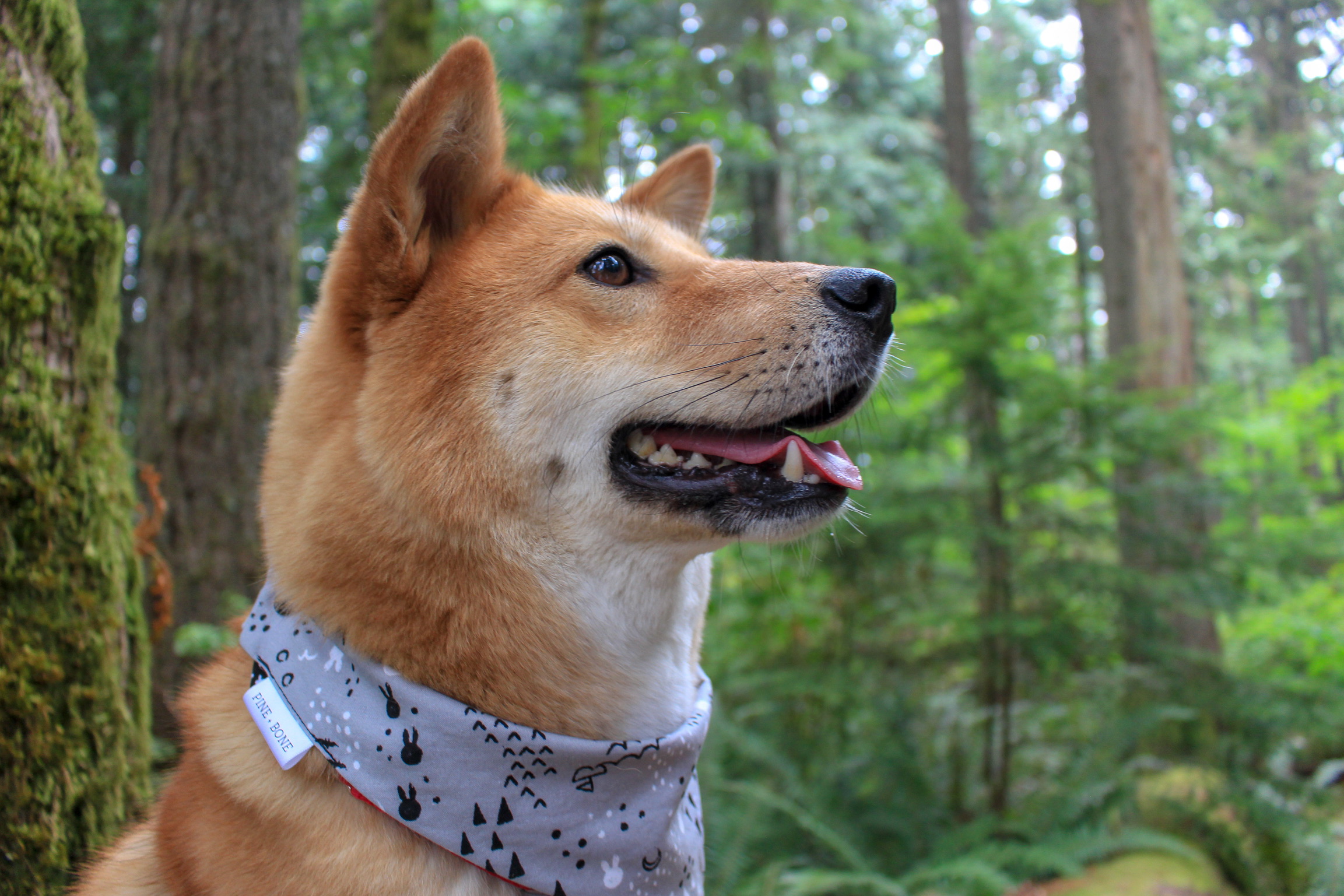 Markus wearing Pine & Bone’s  The Explorer  bandana while out exploring