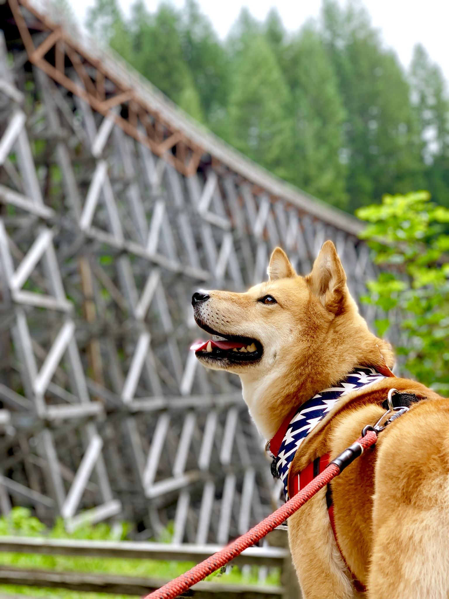 Kinsol Trestle
