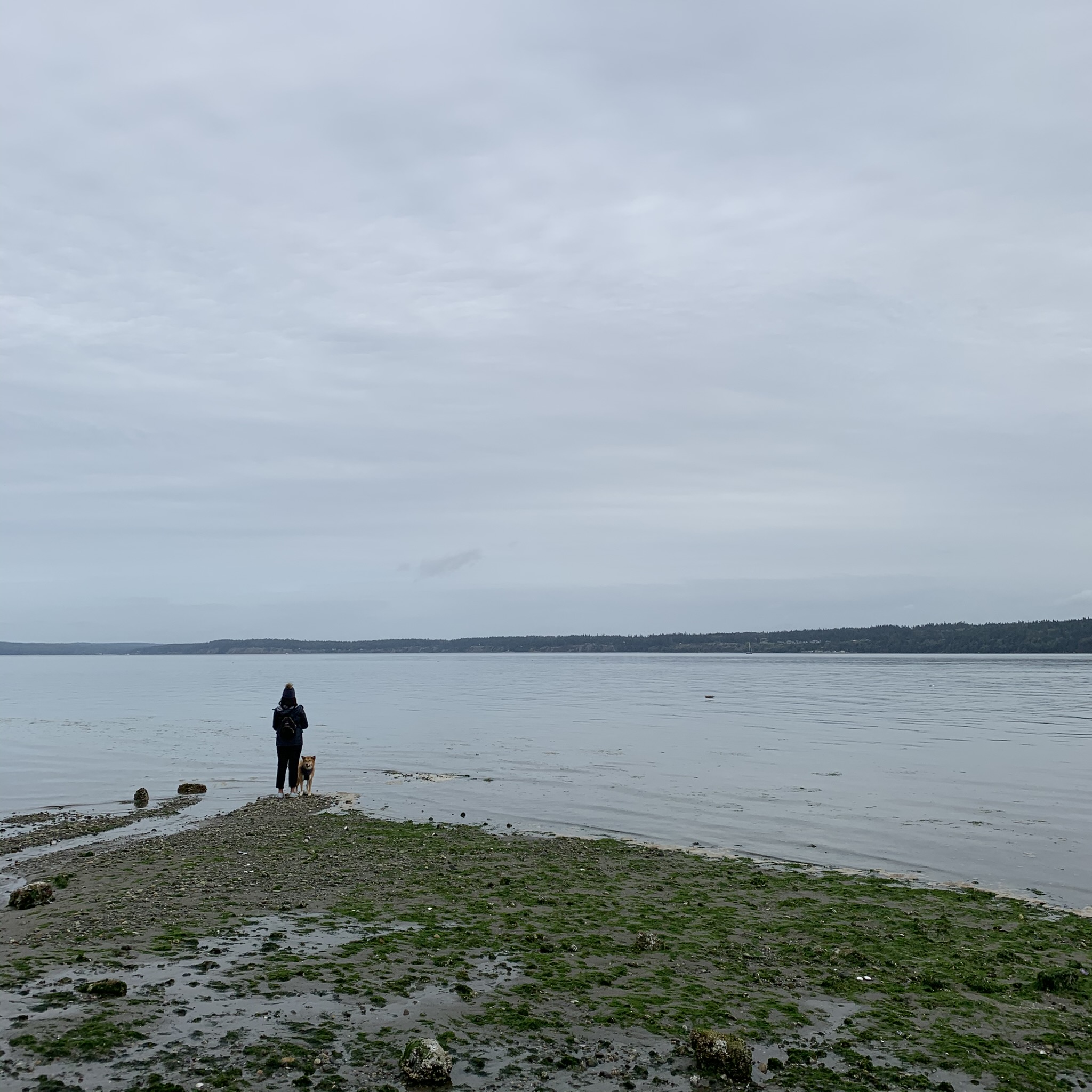 Markus enjoying the quiet waters at Langley’s Seawall Park on Whidbey Island during low tide