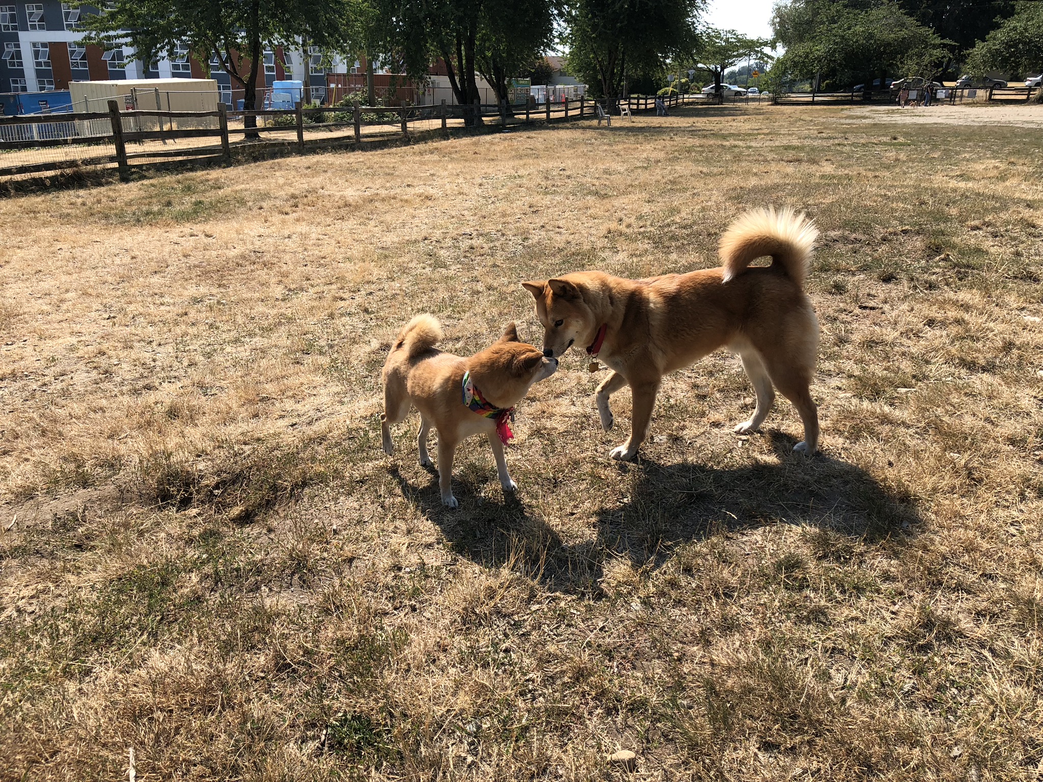 Markus (right) sniffing his much smaller Shiba friend at David Gray Off-Leash Park