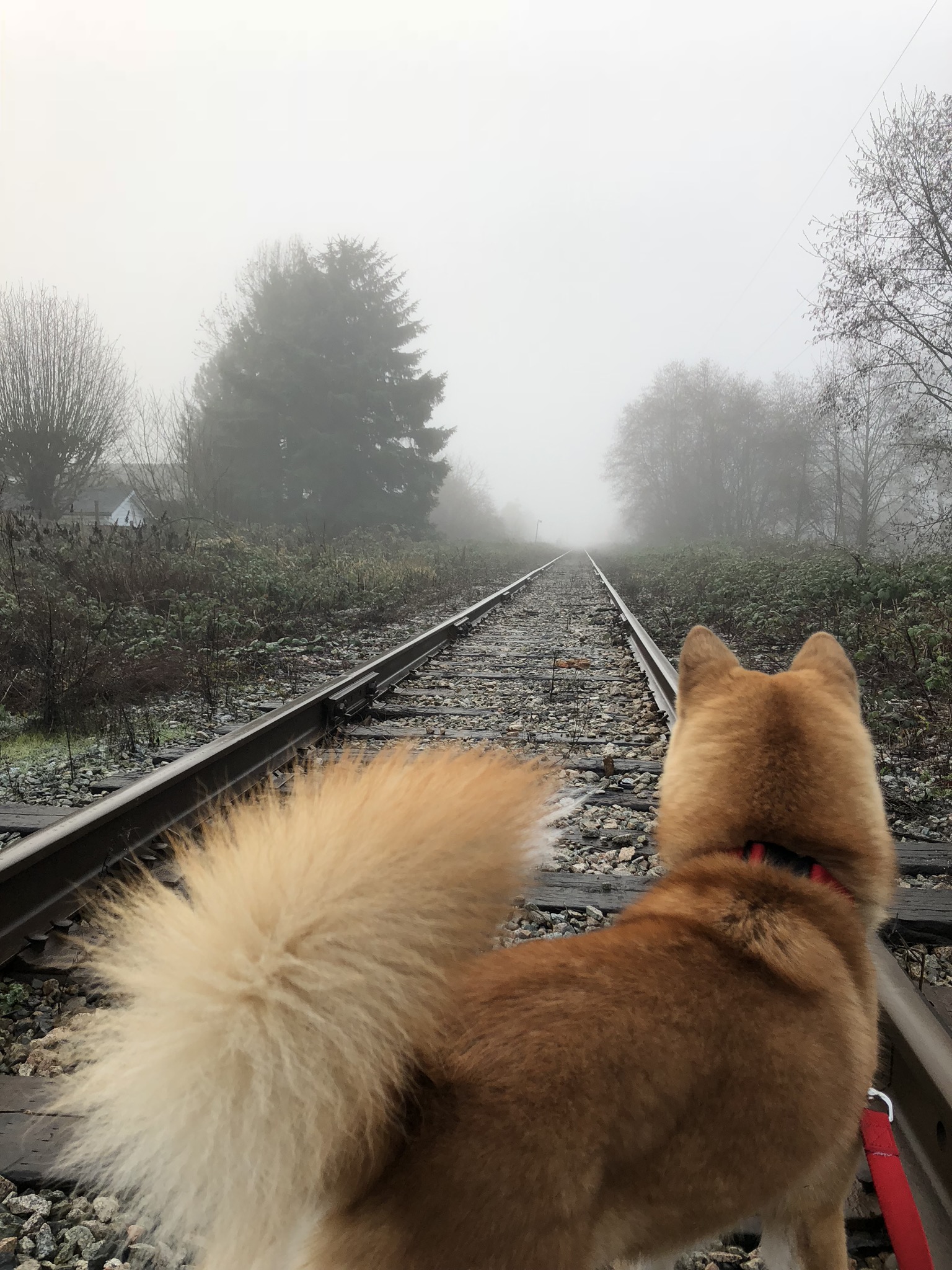 Going Off-Leash, Bath Time and the Sleep Routine