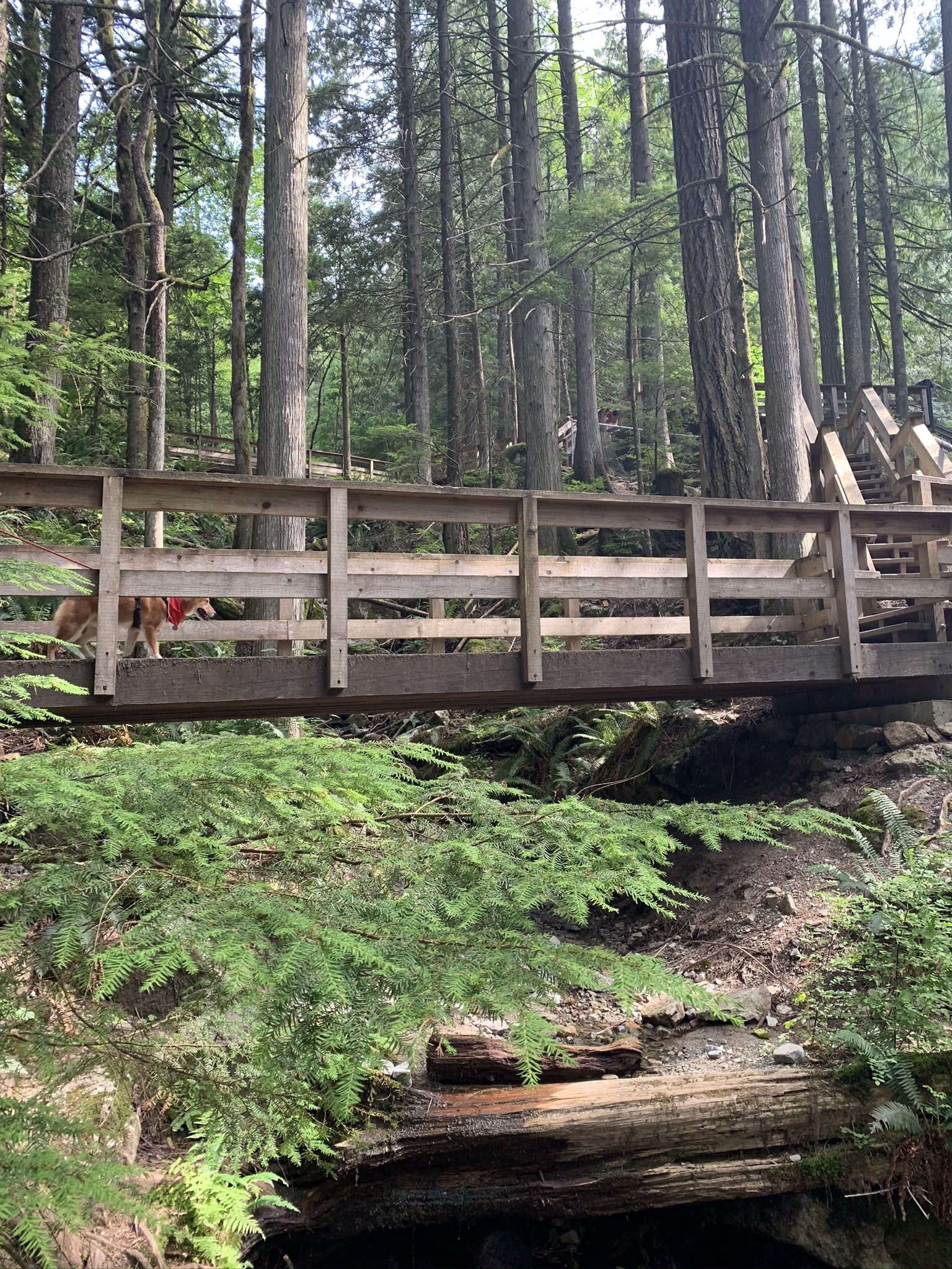Markus going up towards the observation deck to see Cascade Falls