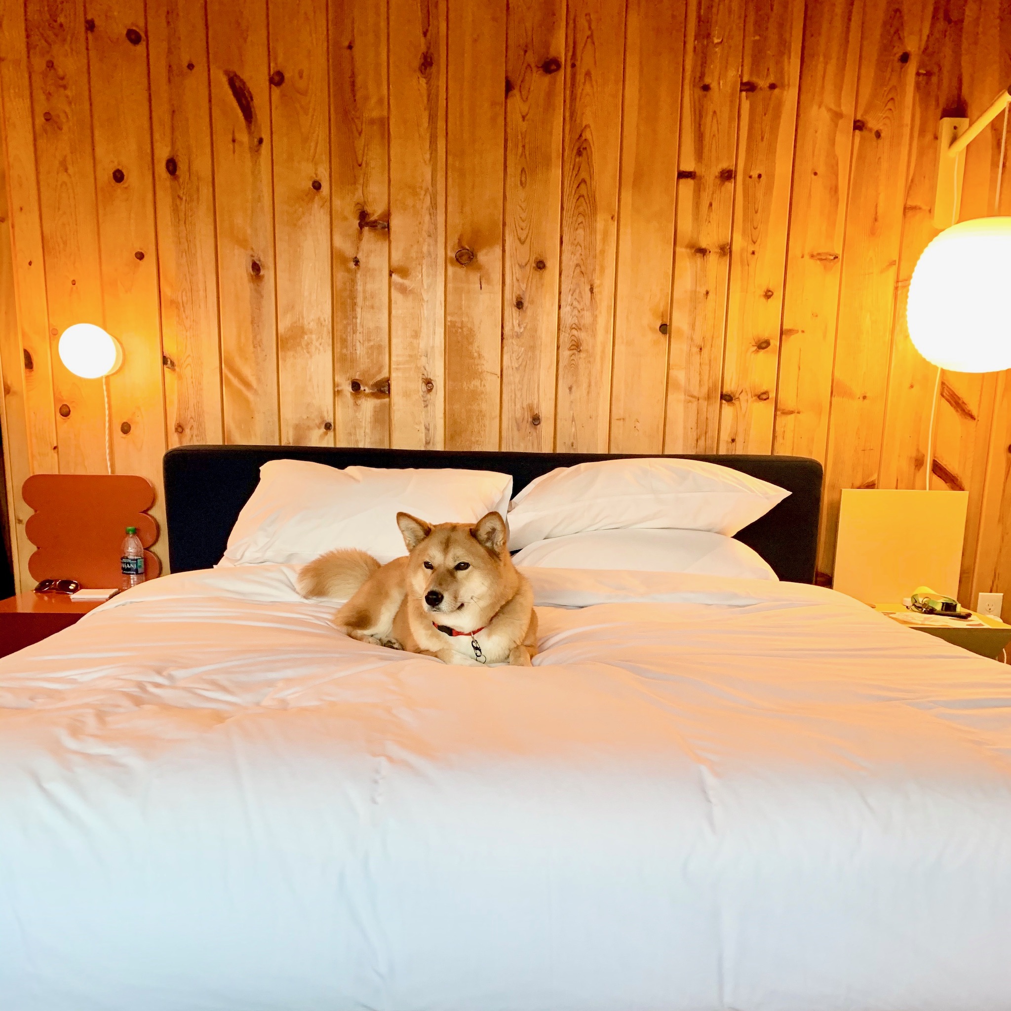 The Whidbey Trip, Another New Harness & the Eye Thing