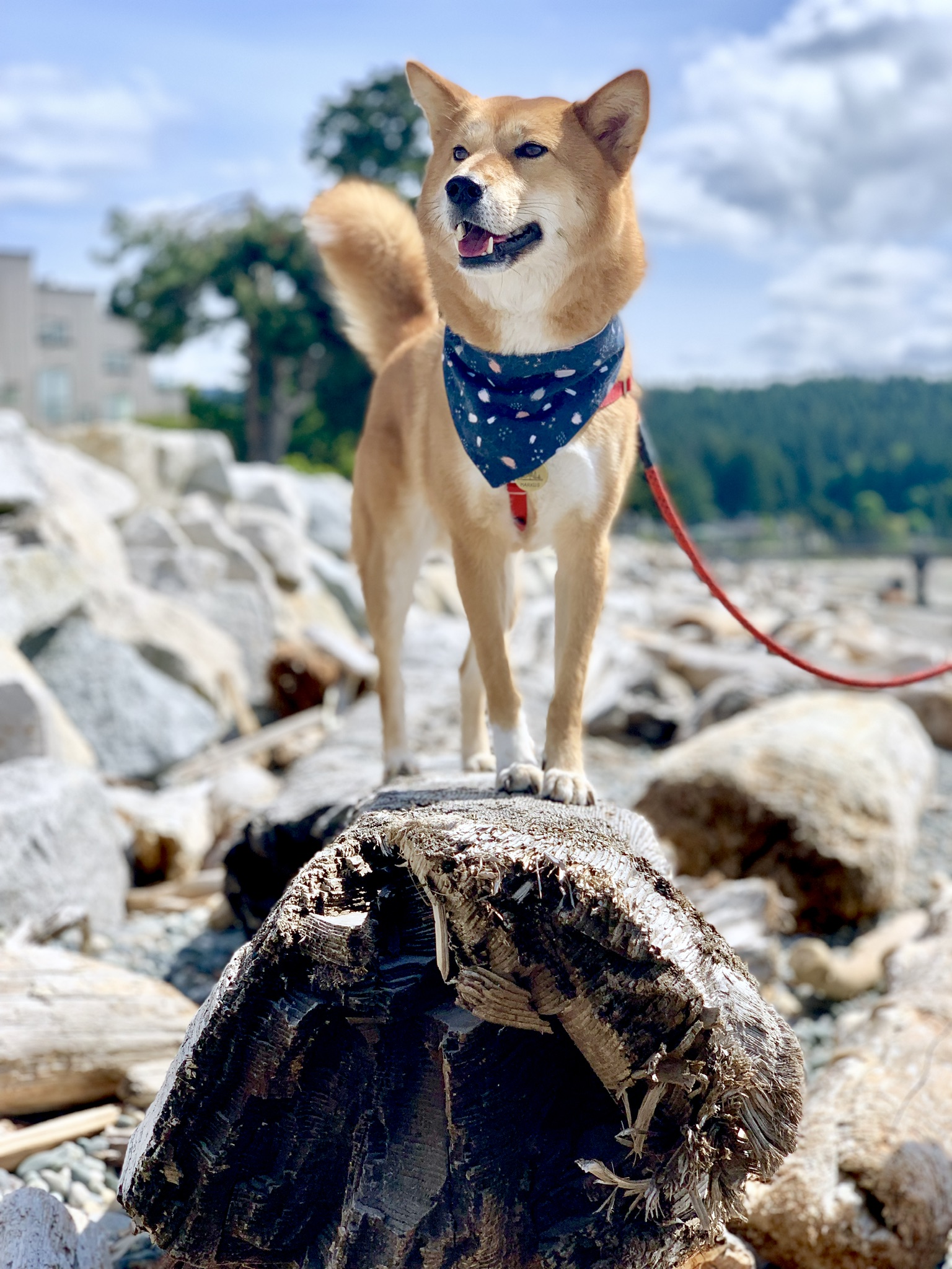 Markus standing on a log and enjoying the beach along Sechelt, British Columbia