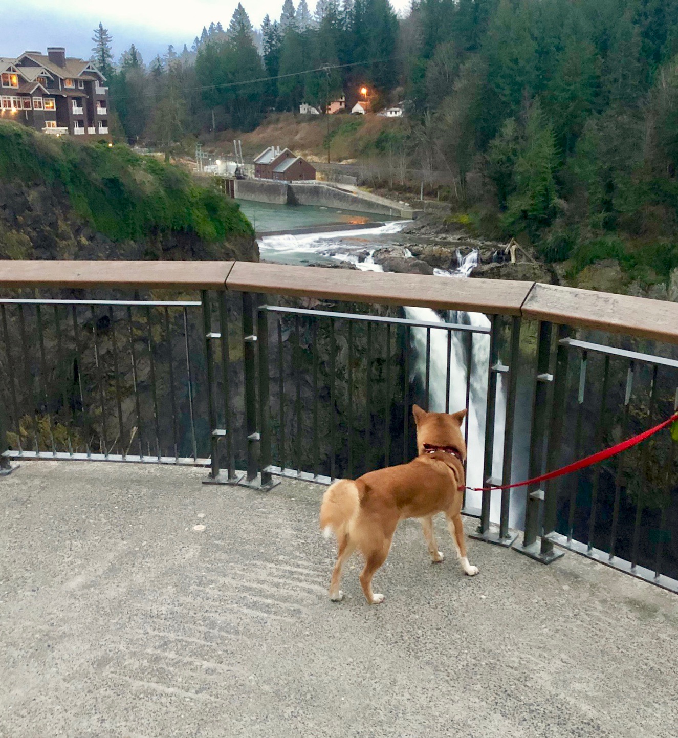 Markus watching Snoqualmie Falls from a distance