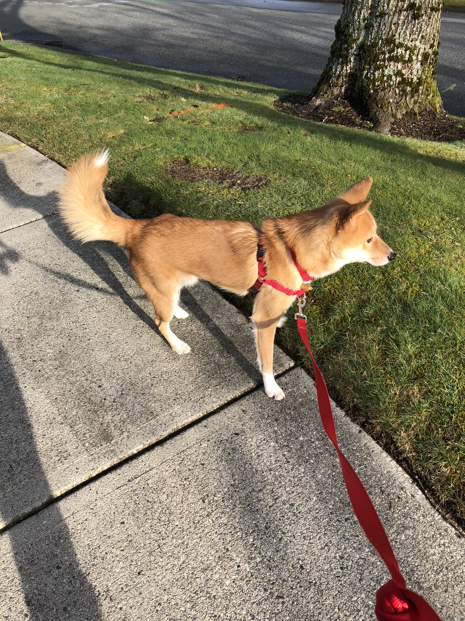 Product Review: Easy Walk Harness by PetSafe