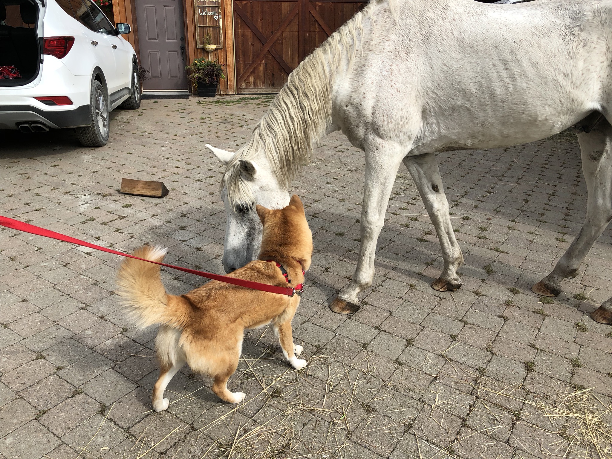 Markus meeting a horse at the Hilltop Farm Bed & Breakfast in Sorrento, British Columbia