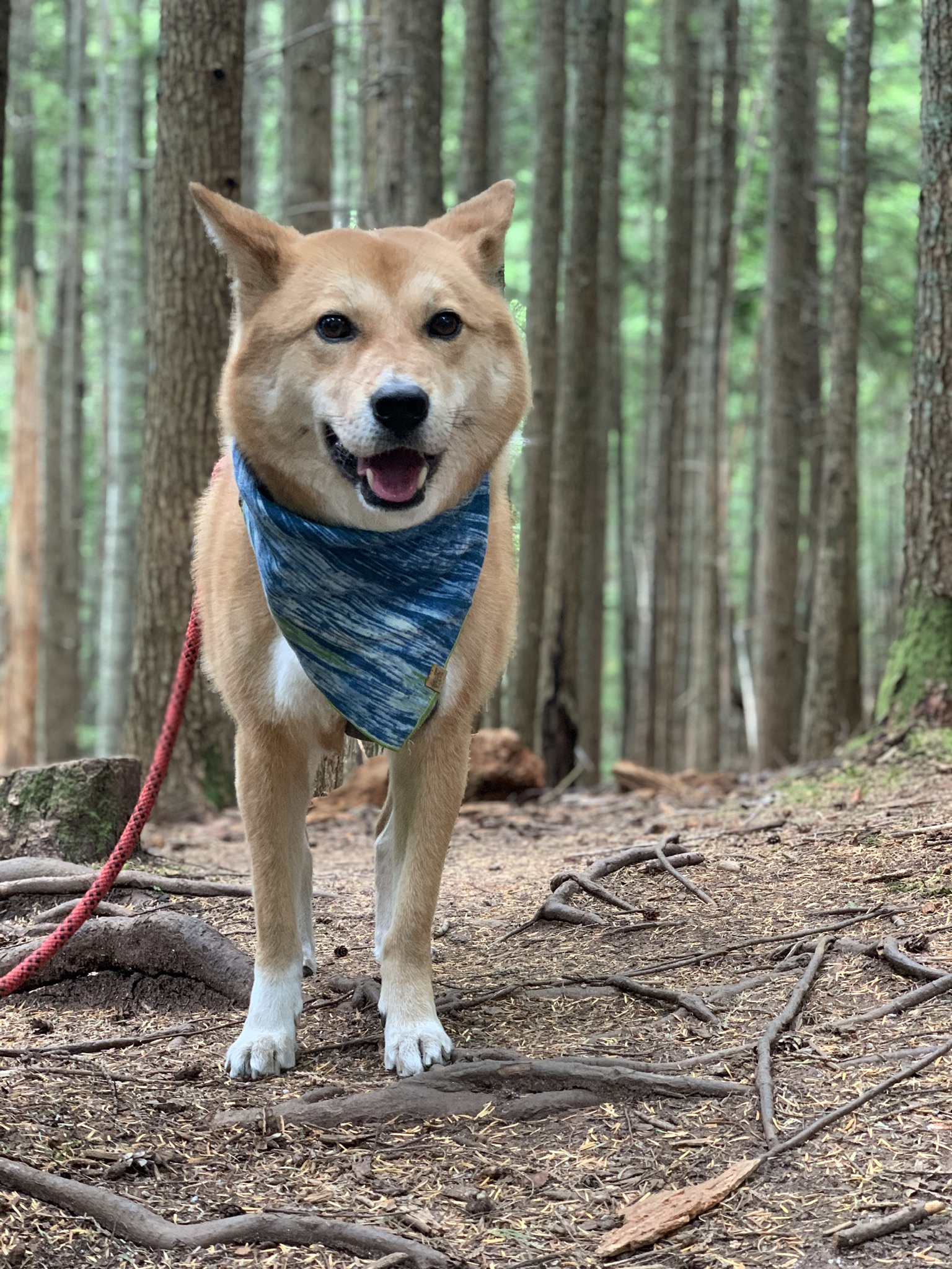 Markus working his way through the trails at Lindeman Lake Trail