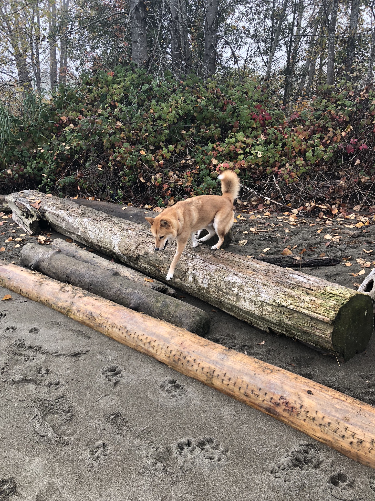 Markus leaping around logs at McDonald Beach Park