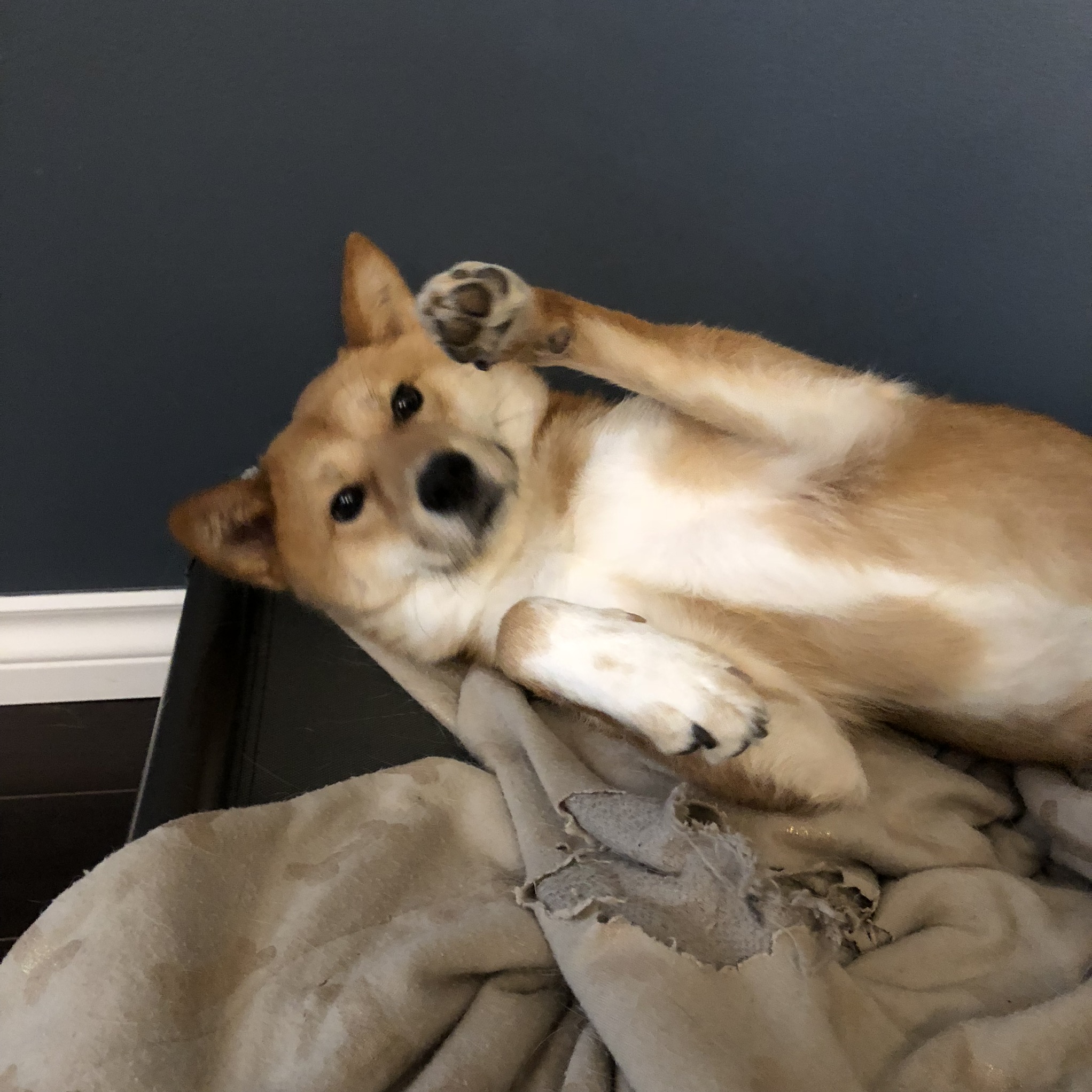 Markus putting the moves on and exposing his belly to be rubbed before going to sleep