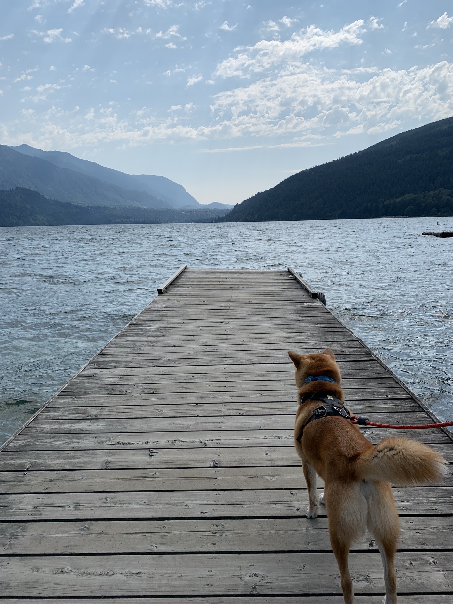 Markus on the docks by Cultus Lake Beach Off-Leash Dog Park
