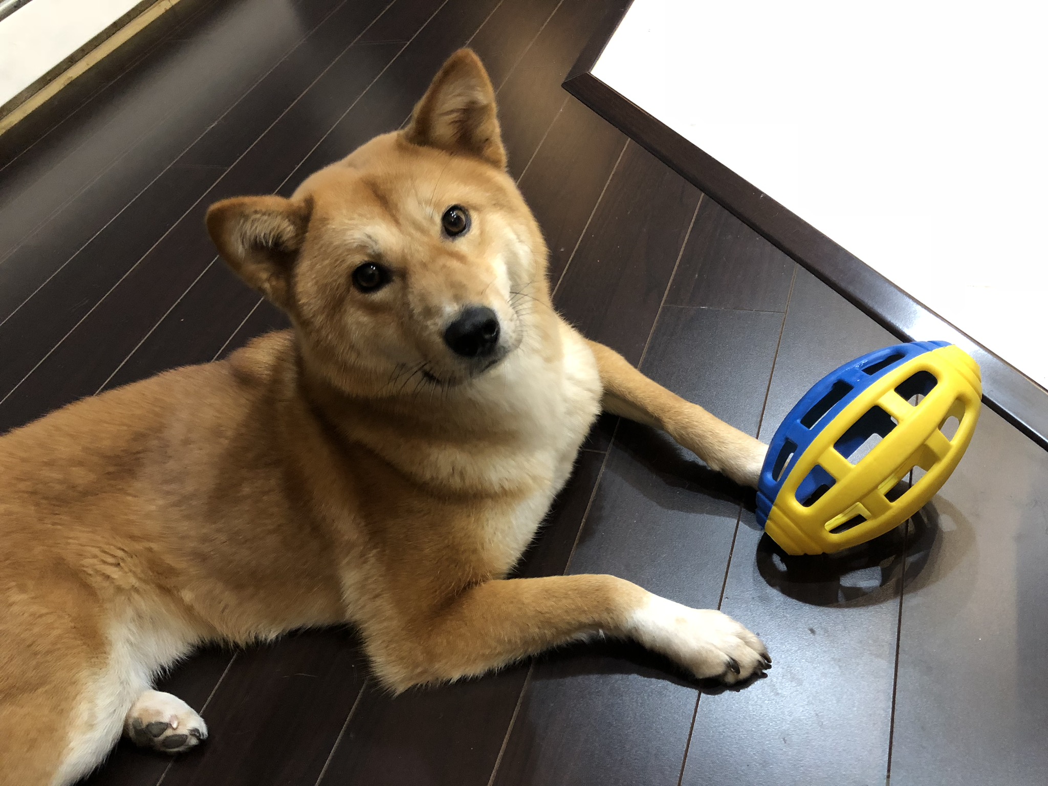 Markus playing with his new rubber football toy he got as a Christmas gift