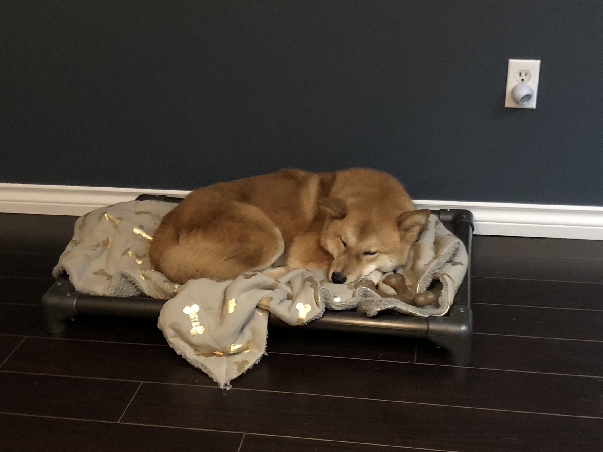 Markus sleeping on his new Kuranda bed that he can’t destroy