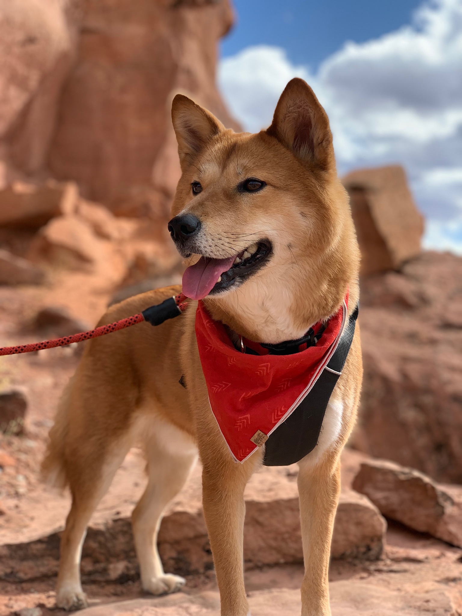 Product Review: Mutt Cloth