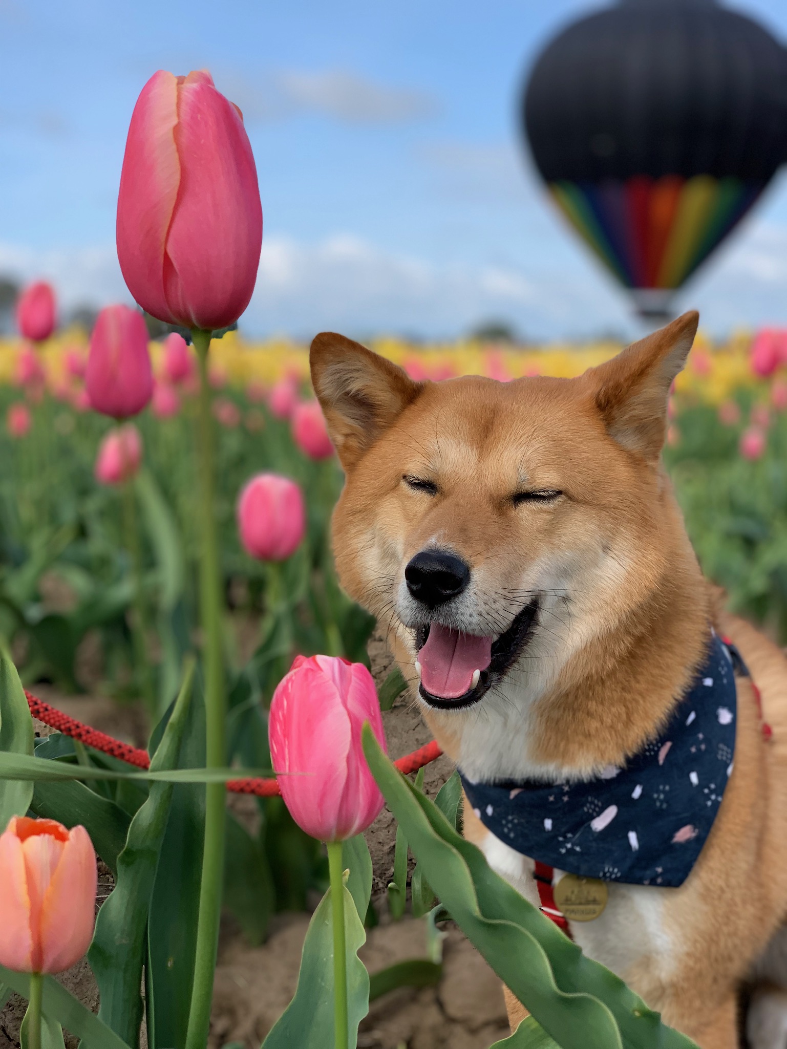 Markus in full serenity amongst the tulips at the Wooden Shoe Tulip Festival in Woodburn, Oregon