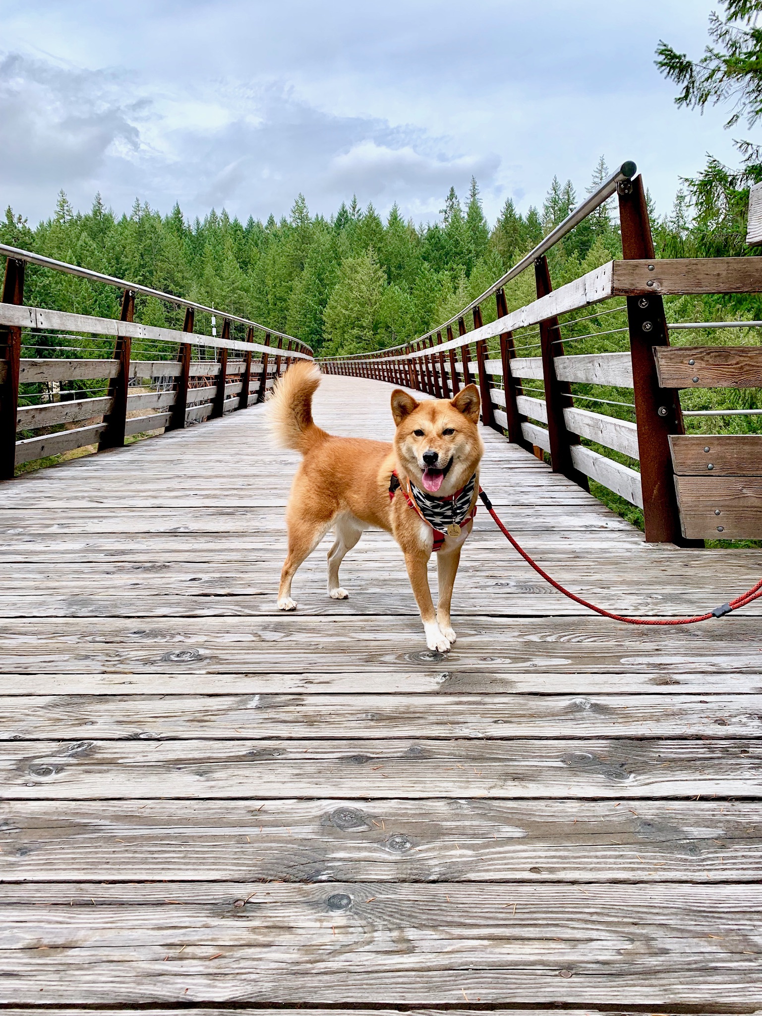 Markus smiling on the top of the Kinsol Trestle in British Columbia