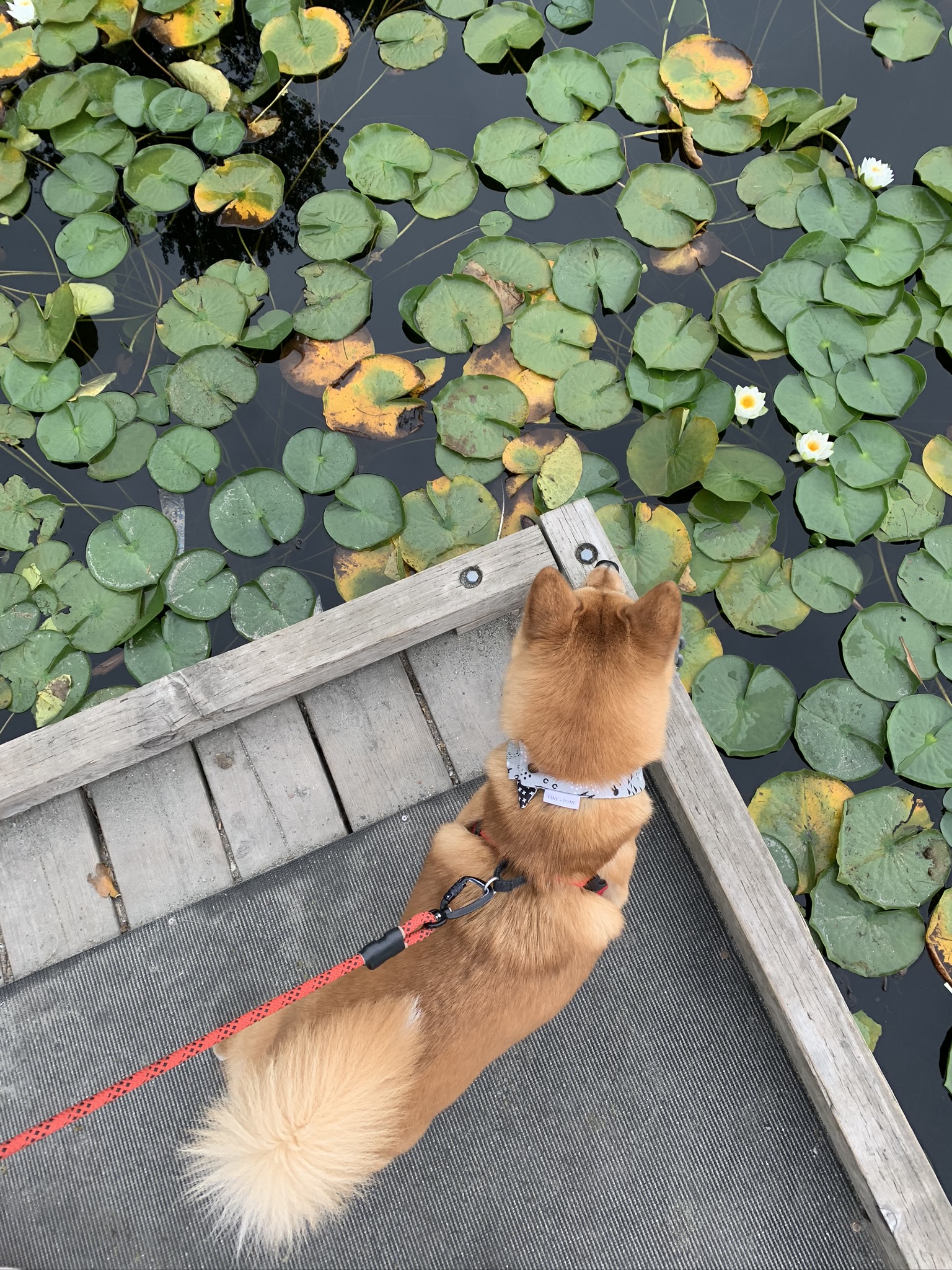 Markus checking out the lily pads from a dock in Deer Lake