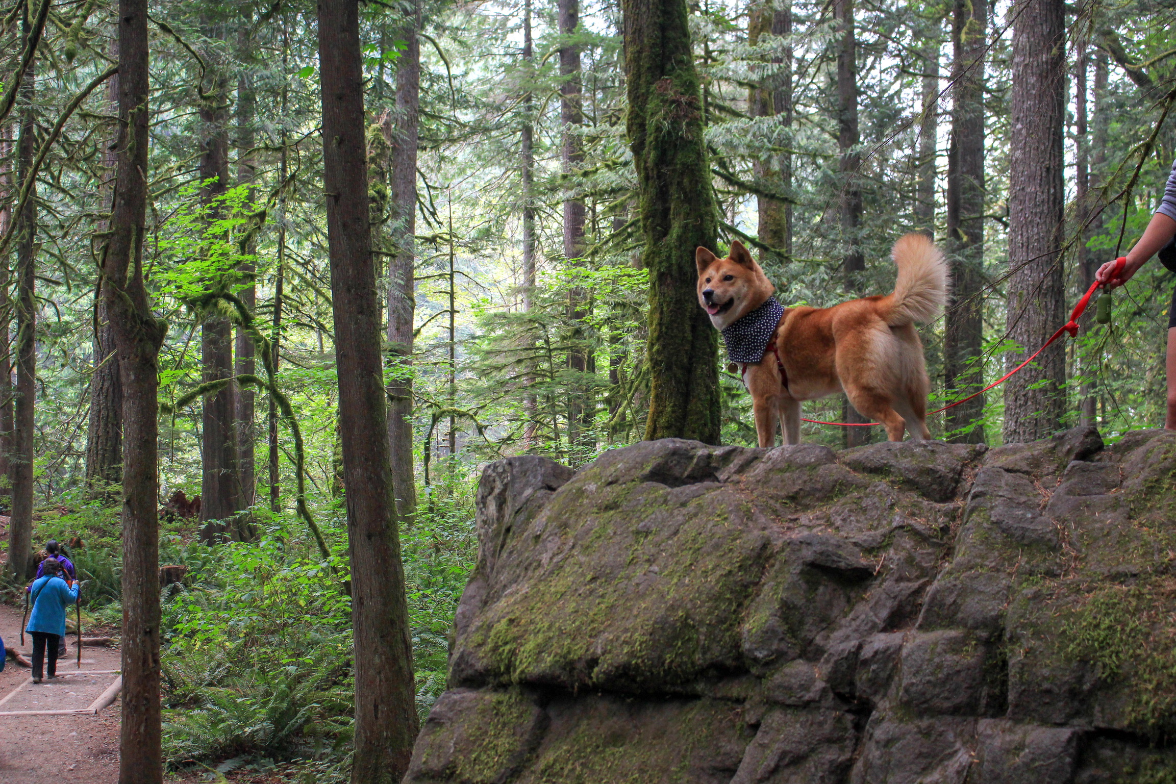 Markus looking out from the top of a rock on the Twin Falls Trail, Washington