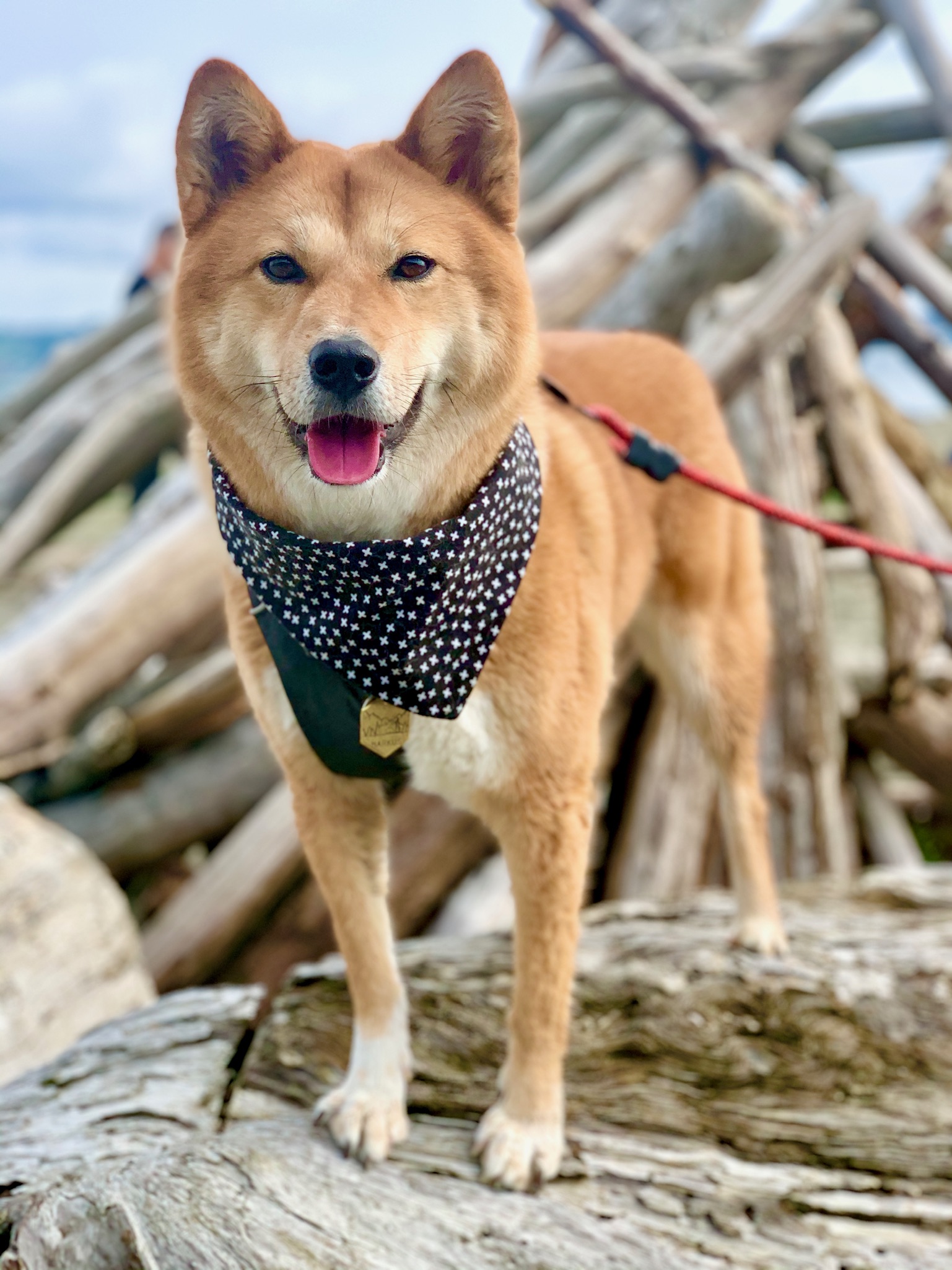Double Bluff Beach and Off-Leash Area