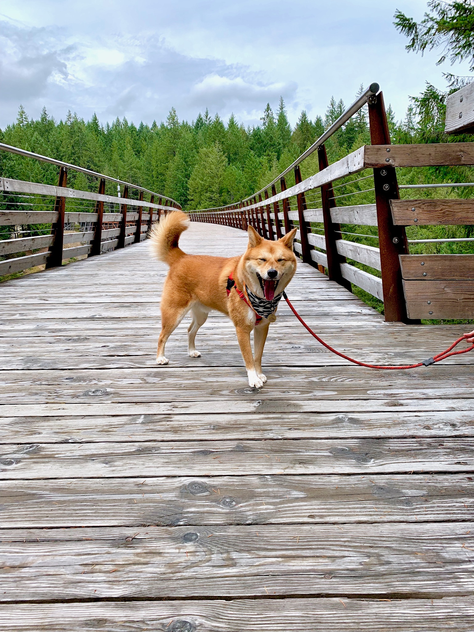 Markus smiling and excited to be on Kinsol Trestle