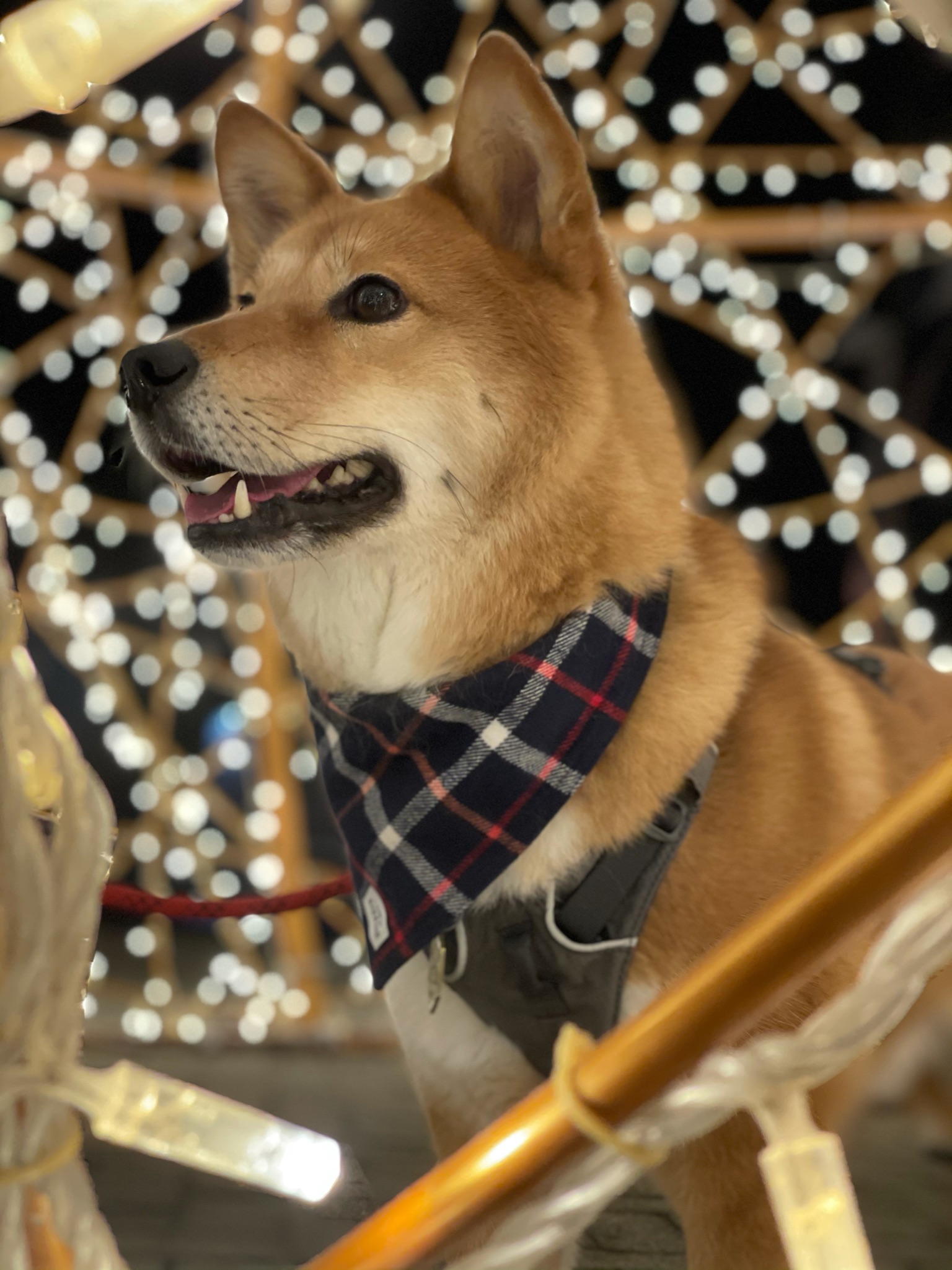 Steveston's Winter in the Village
