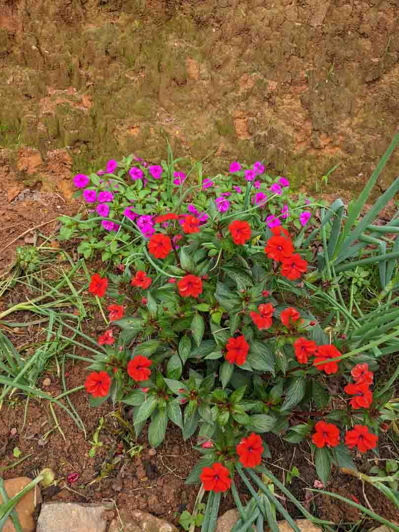 Foto de flores vermelhas e roxas em um jardim, feita antes de aplicar as técnicas do curso