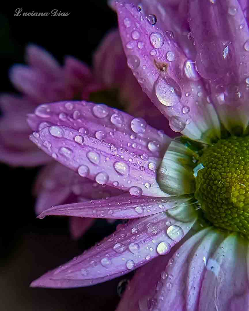 Foto macro de flor roxa com gotas de água, feita depois de aplicar as técnicas do curso