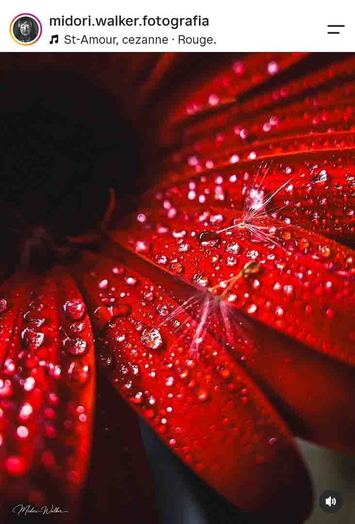 Foto macro de flor vermelha com gotas de água, feita com celular por aluna do curso