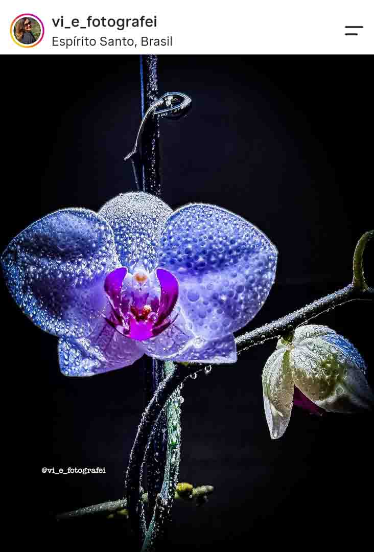 Foto macro de orquídea roxa e azul com gotas de água em fundo preto, feita com celular por aluna do curso