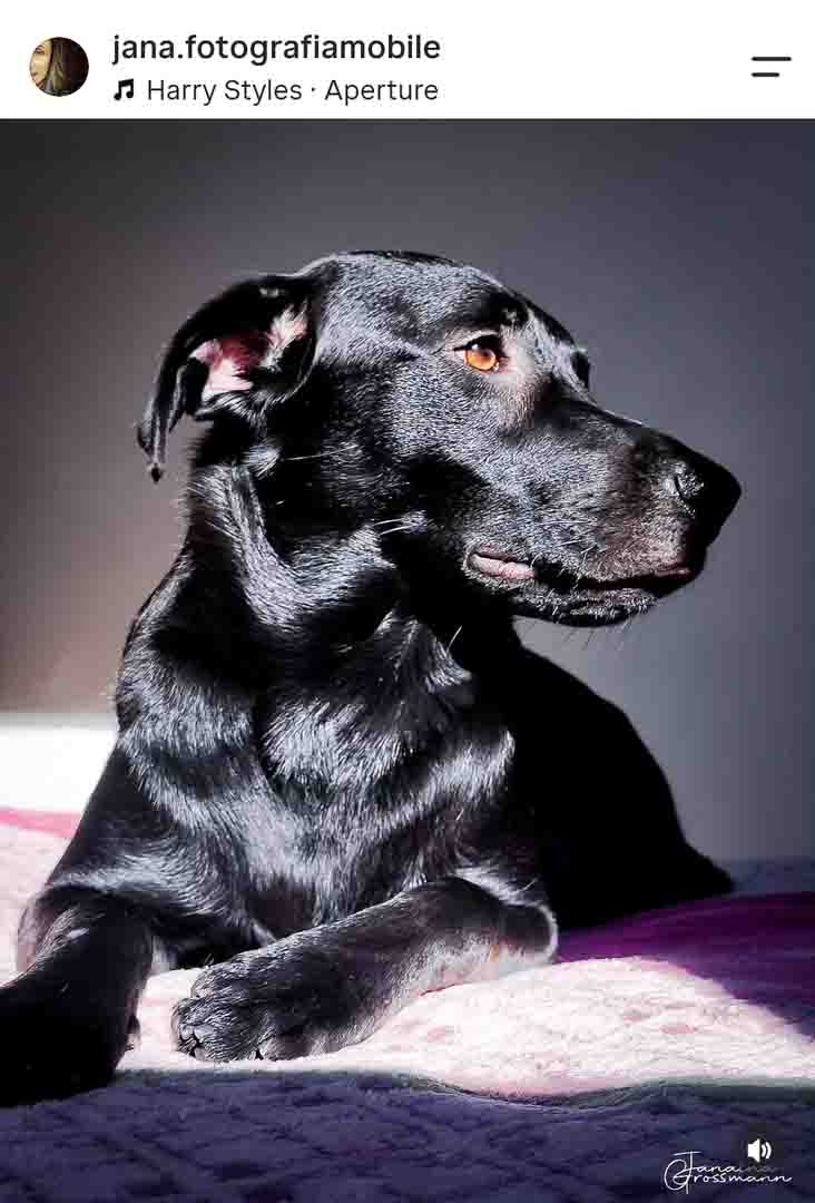 Retrato de cachorro preto deitado, foto feita com celular por aluna do curso