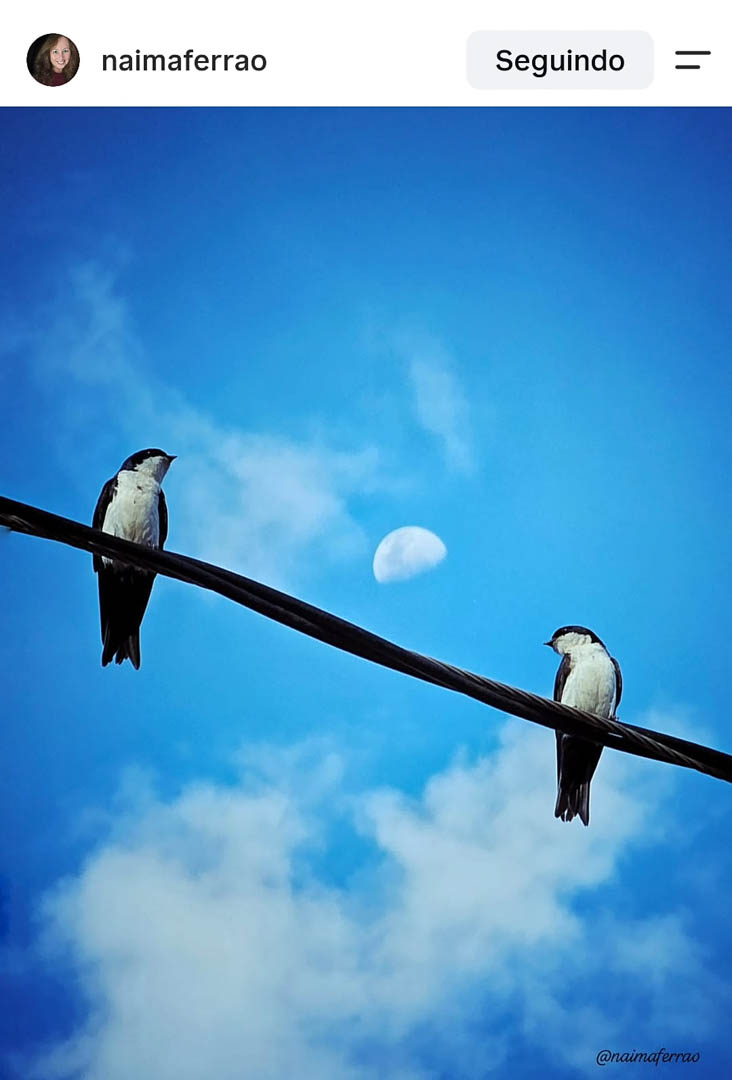 Duas andorinhas pousadas em um fio contra céu azul com a lua ao fundo, foto feita com celular por aluna do curso