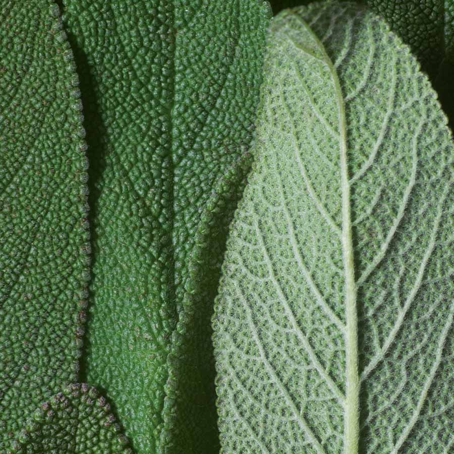 Salvia – Salvia officinalis Salvia – Salvia officinalis