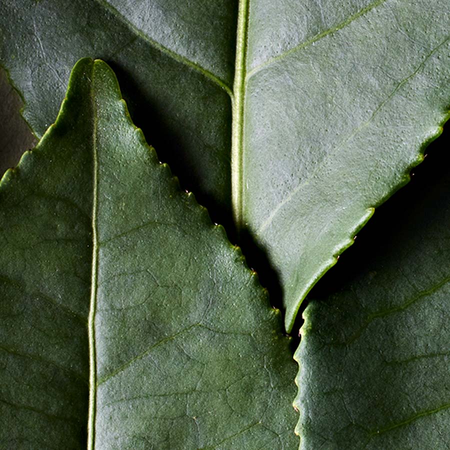Svart te – Camellia sinensis Te – Camellia sinensis