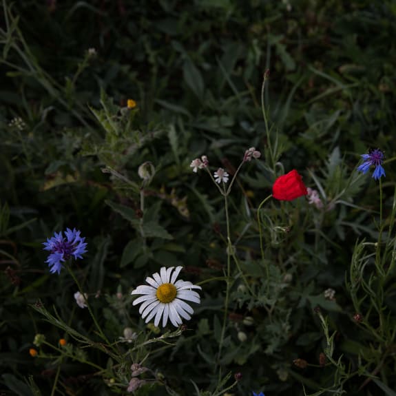 Daisy, Flower, Plant, Anemone, Petal