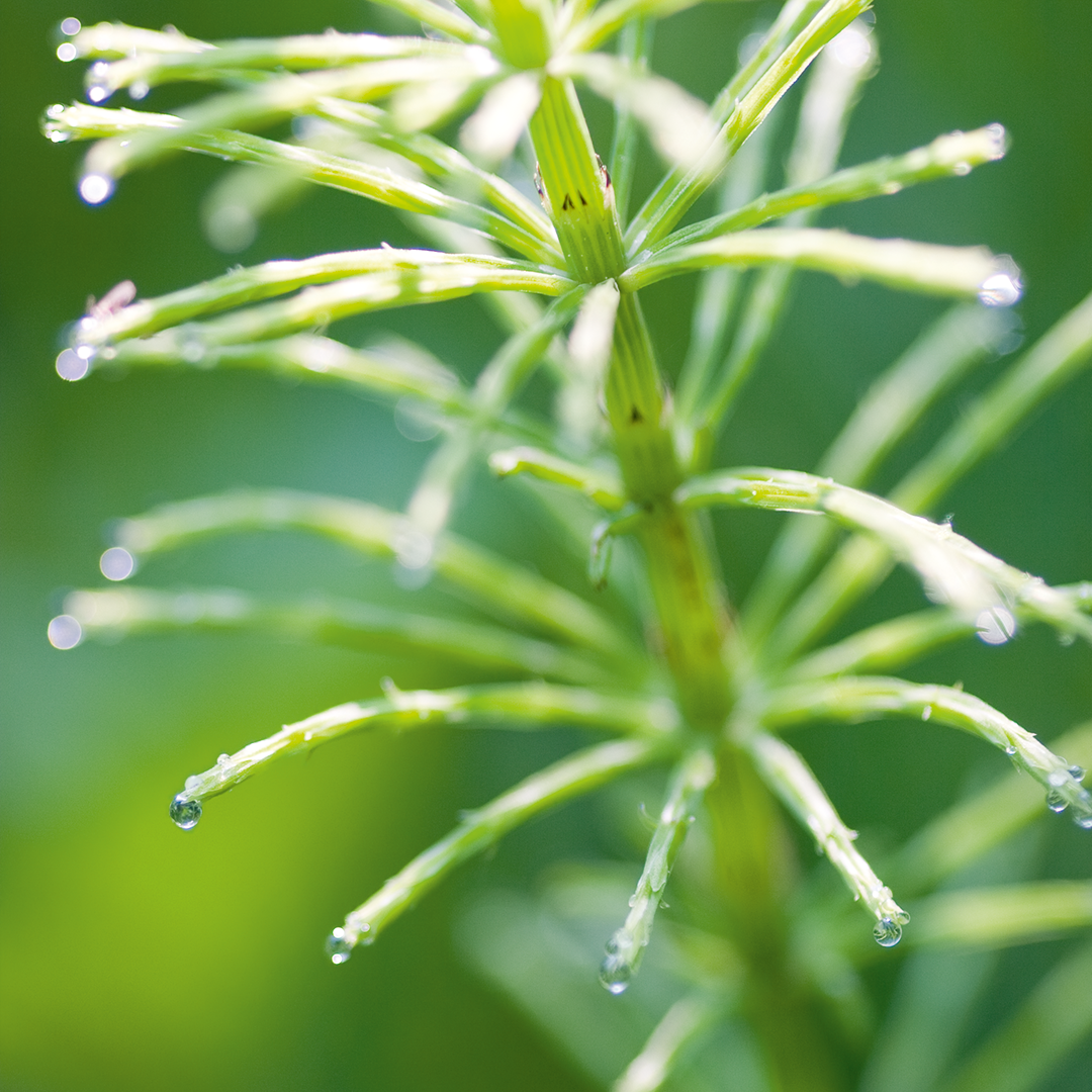 Plant, Leaf, Droplet, Tree
