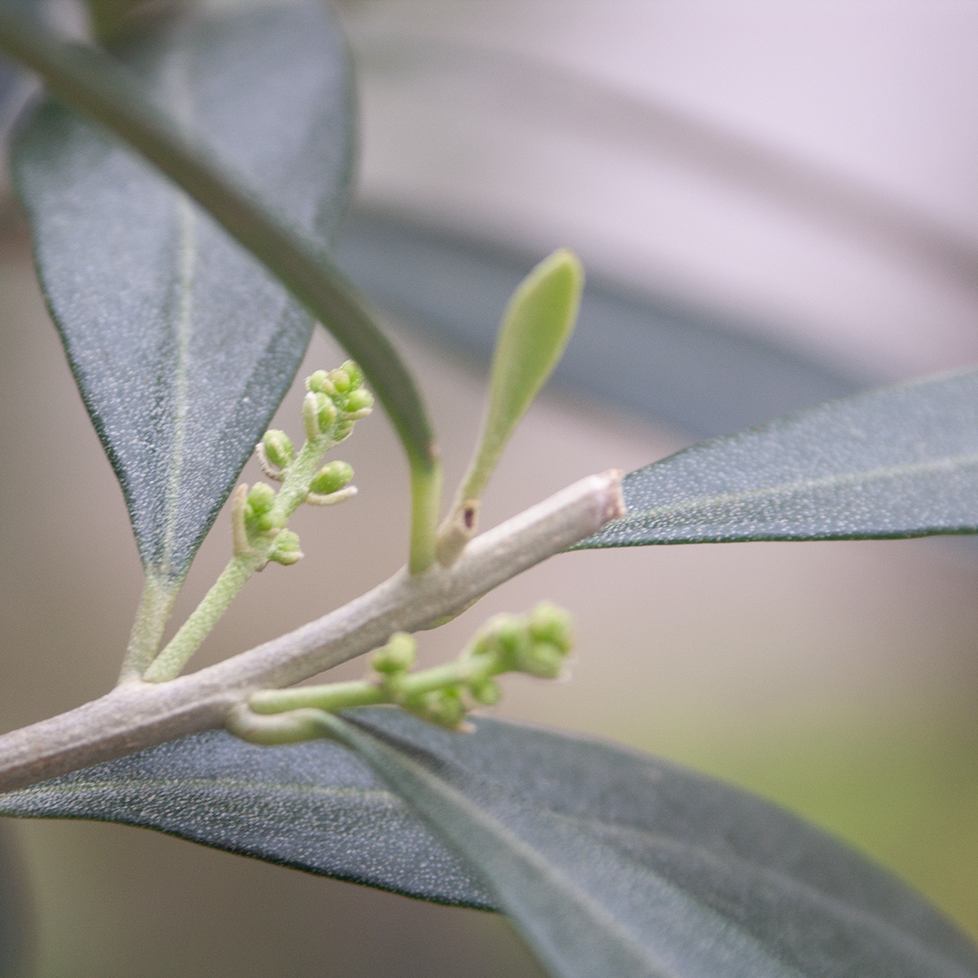 Leaf, Plant, Bud, Flower, Tree