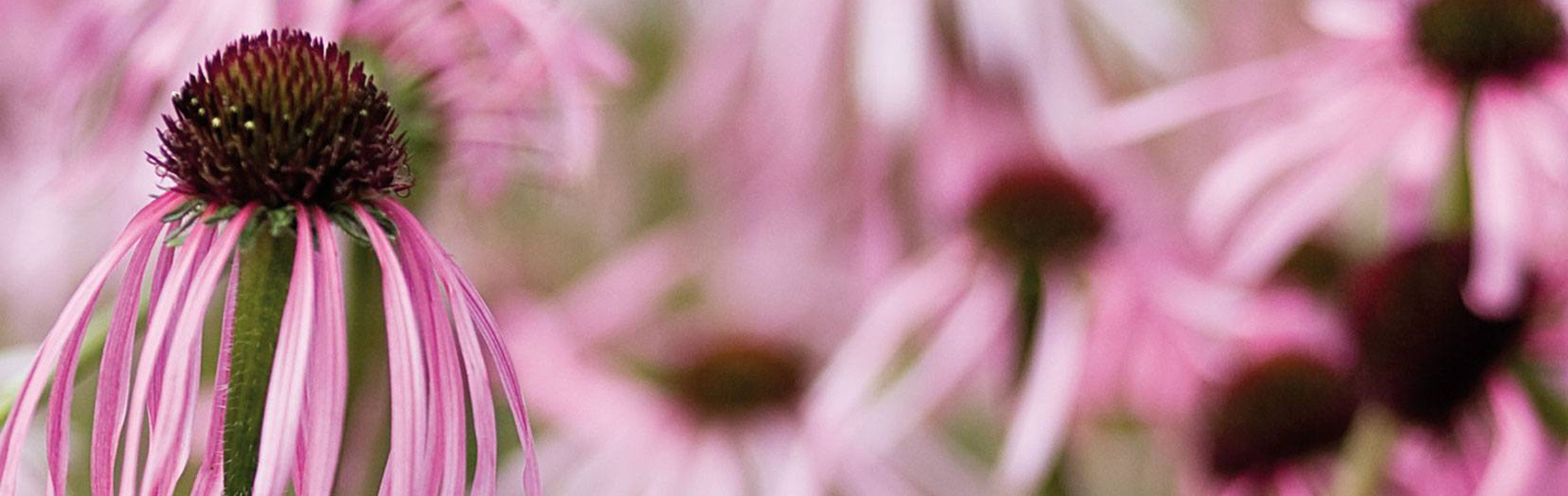Daisy, Flower, Petal, Anther, Pollen