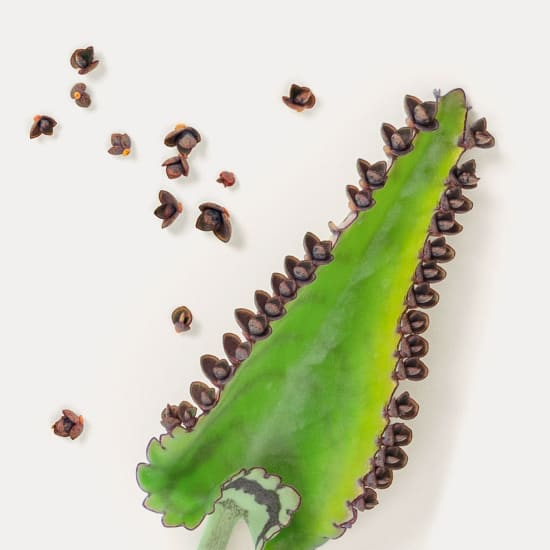 Kalanchoe daigremontiana -lehti, jonka reunalla on ruskeita taimia
