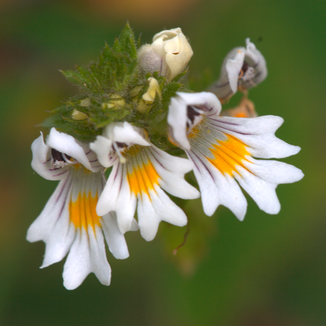 Plant, Pollen, Flower, Geranium, Petal