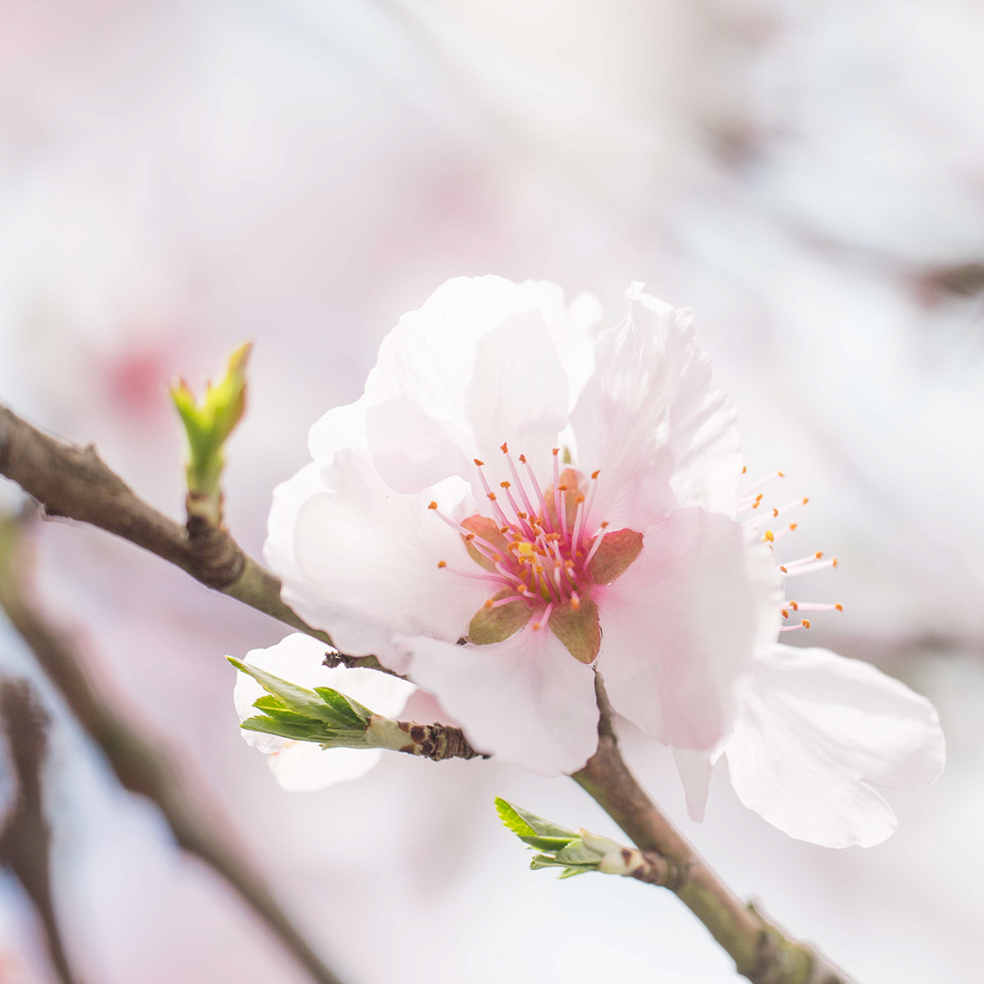 Flower, Plant, Pollen, Cherry Blossom
